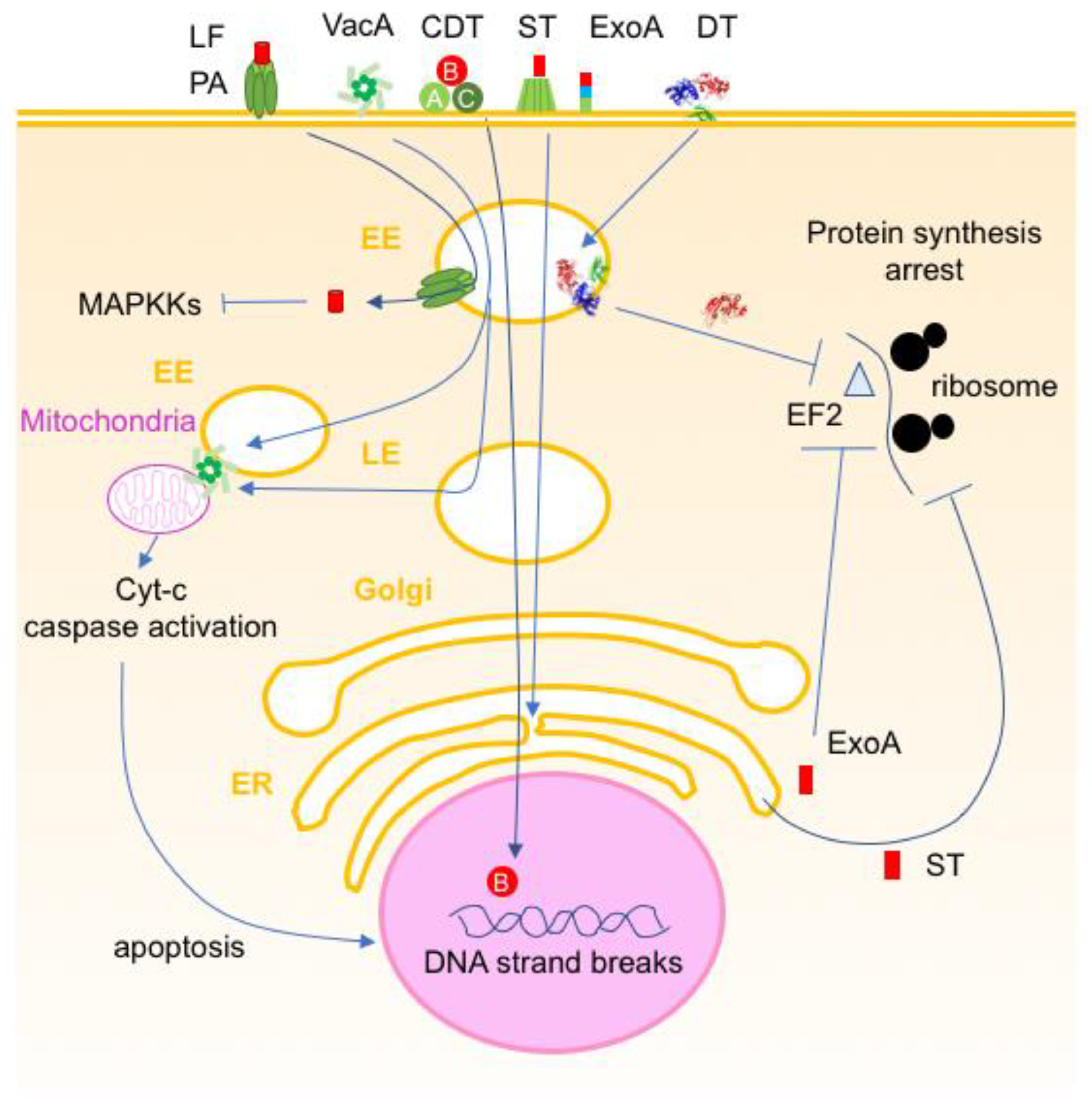 Toxins 16 00182 g012 Toxins 16 00182 g012
