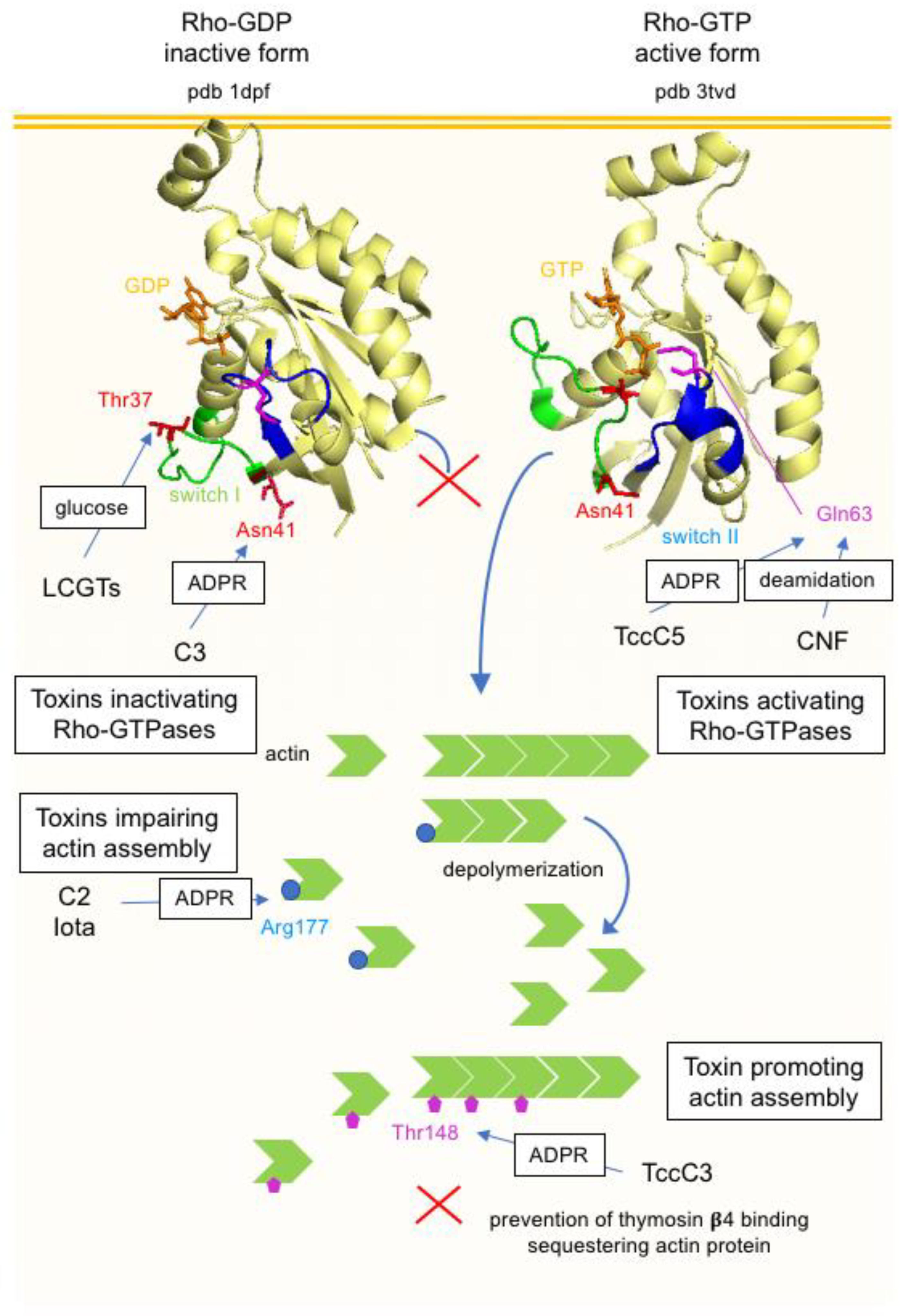Toxins 16 00182 g014 Toxins 16 00182 g014