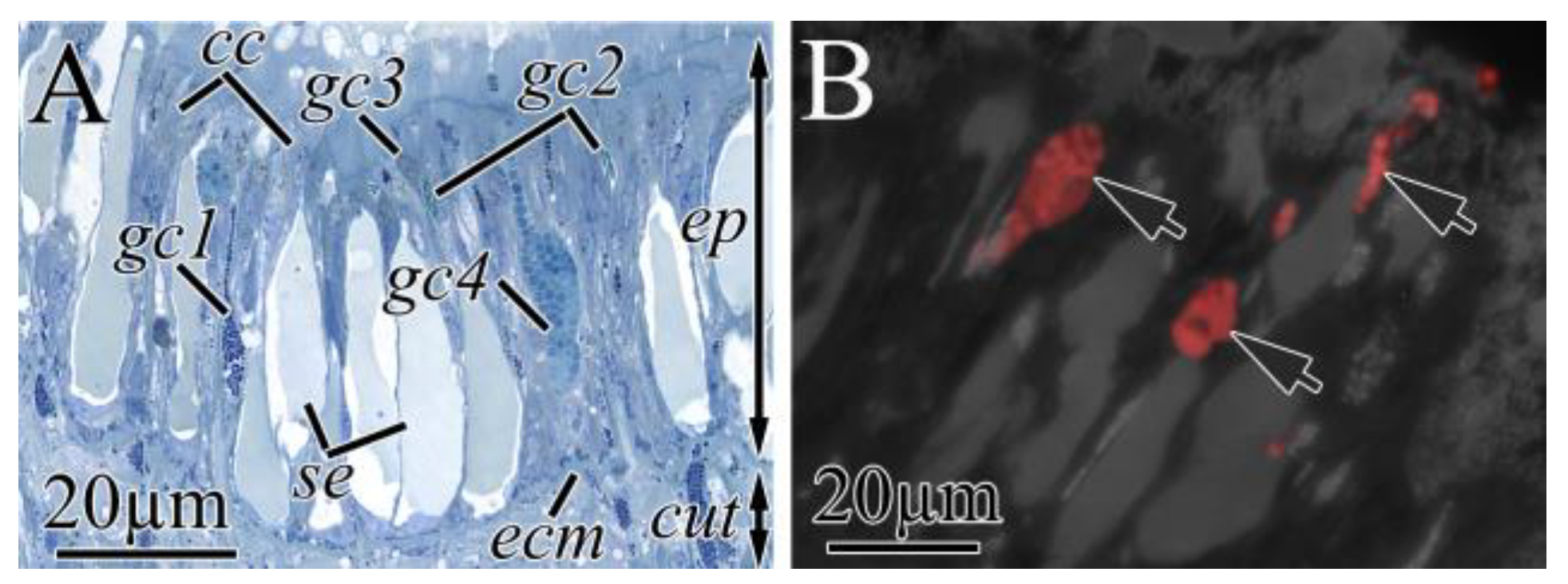 Toxins 16 00186 g005 Toxins 16 00186 g005