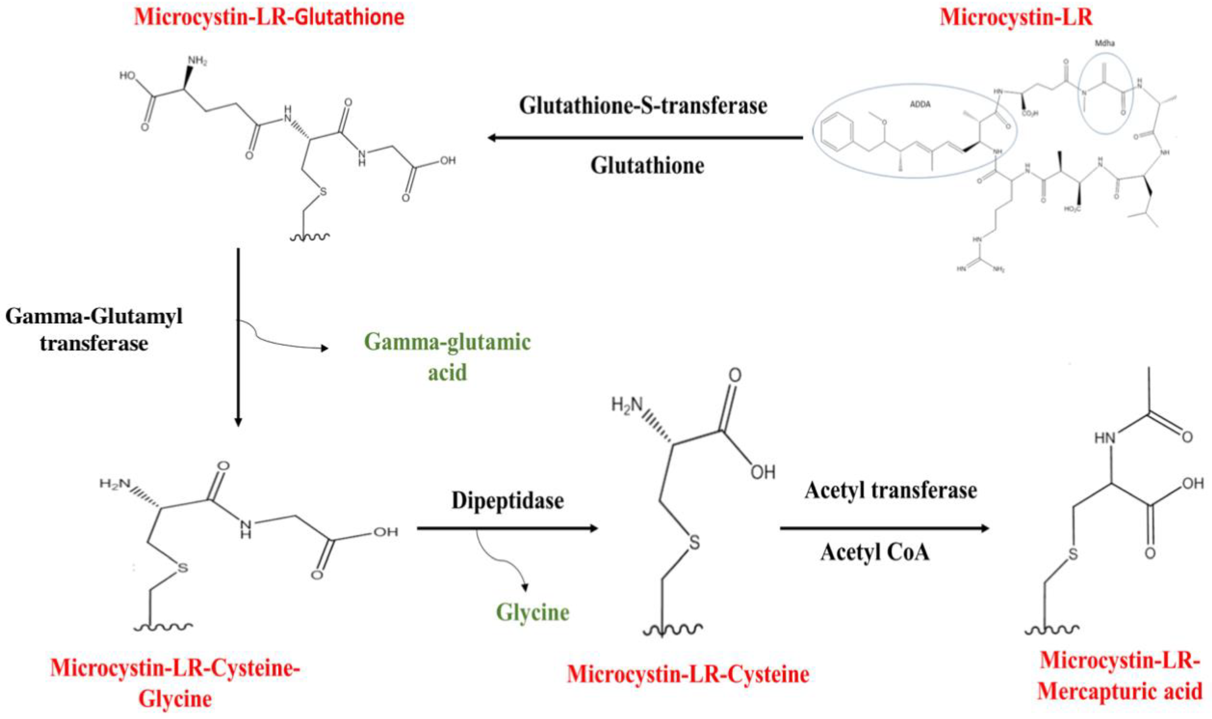 Toxins 16 00196 g003