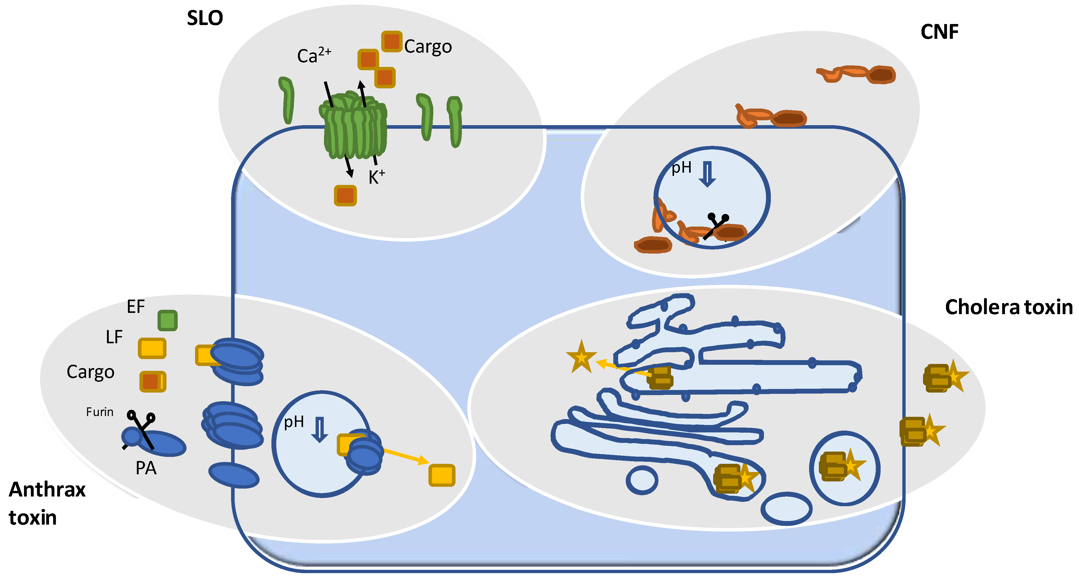 Toxins 16 00202 g001 Toxins 16 00202 g001