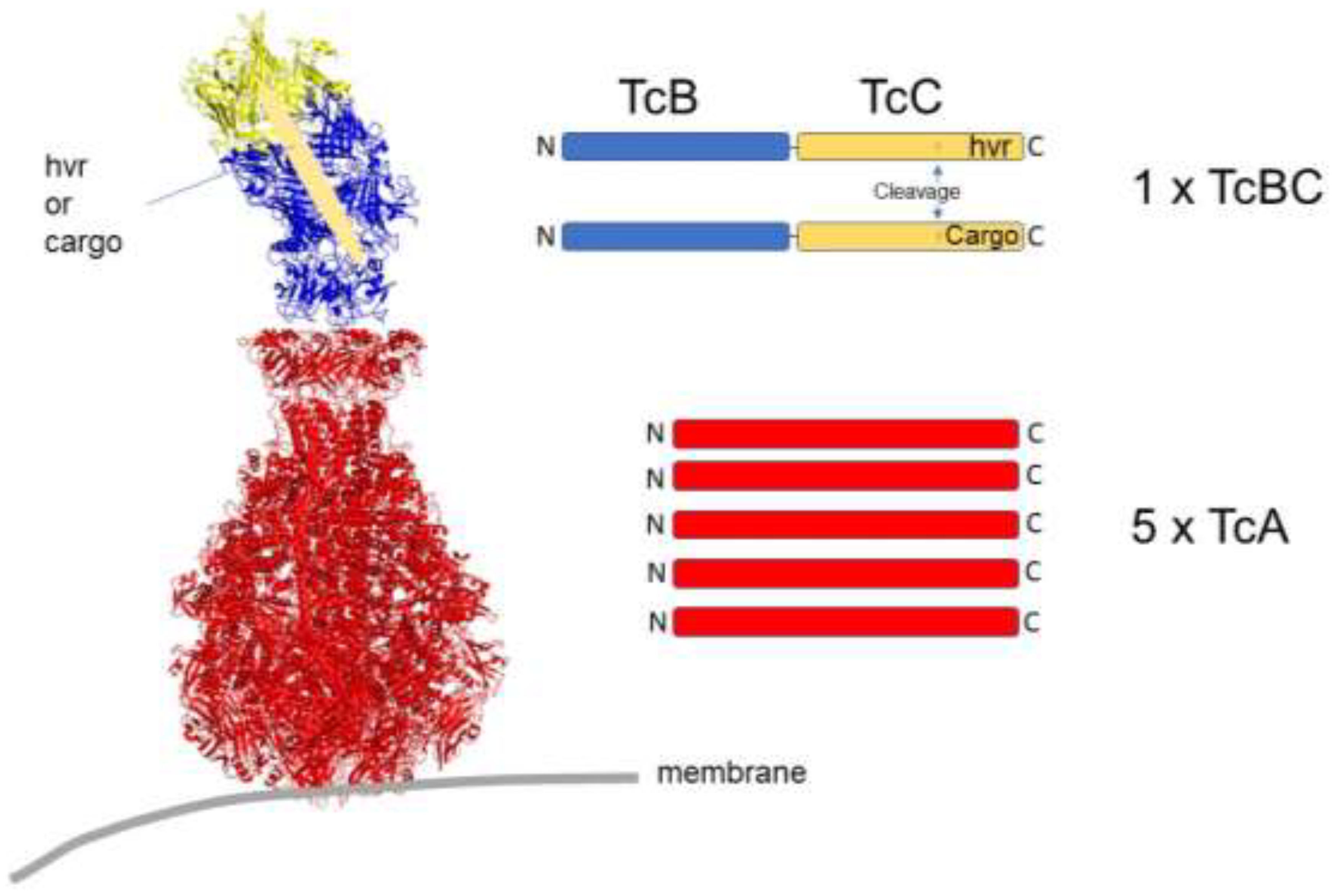 Toxins 16 00202 g002 Toxins 16 00202 g002
