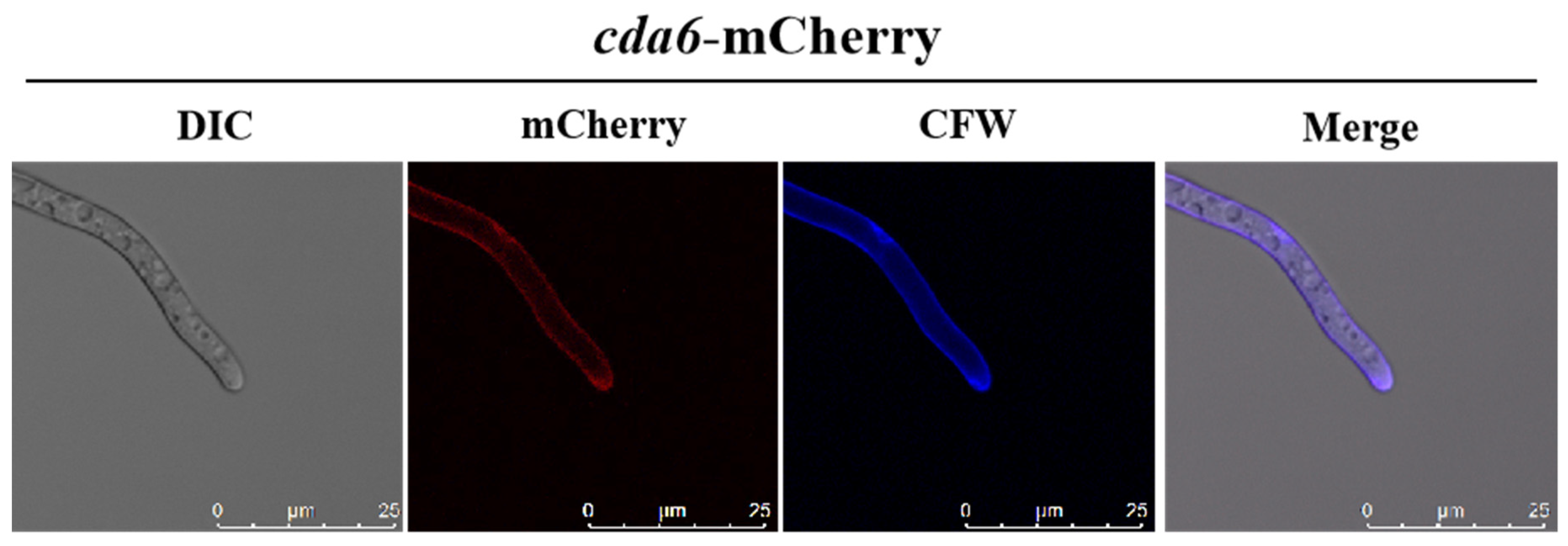 Toxins 16 00217 g004