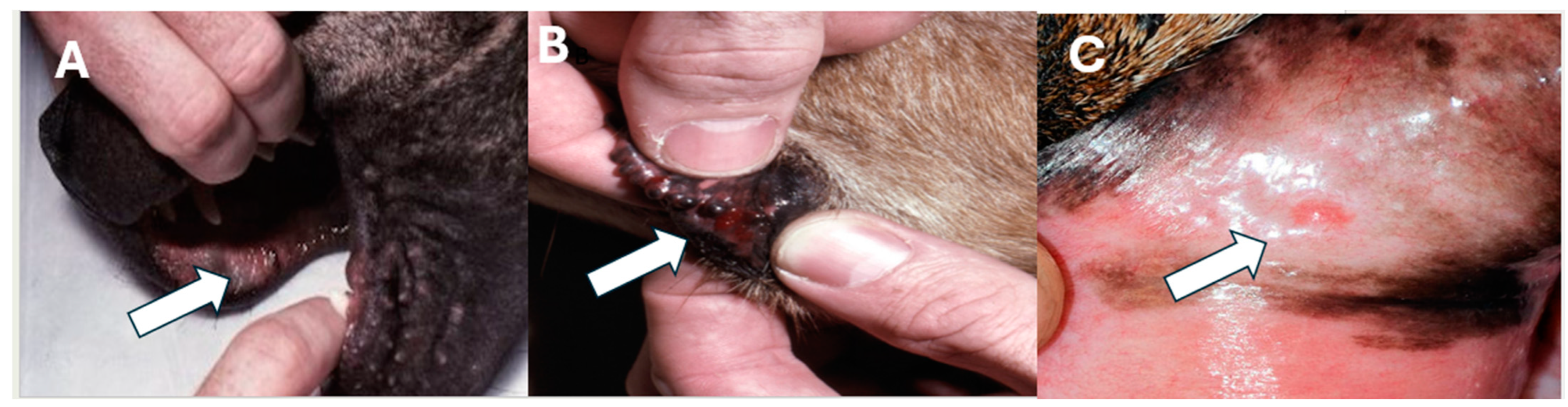 Toxins 16 00246 g001