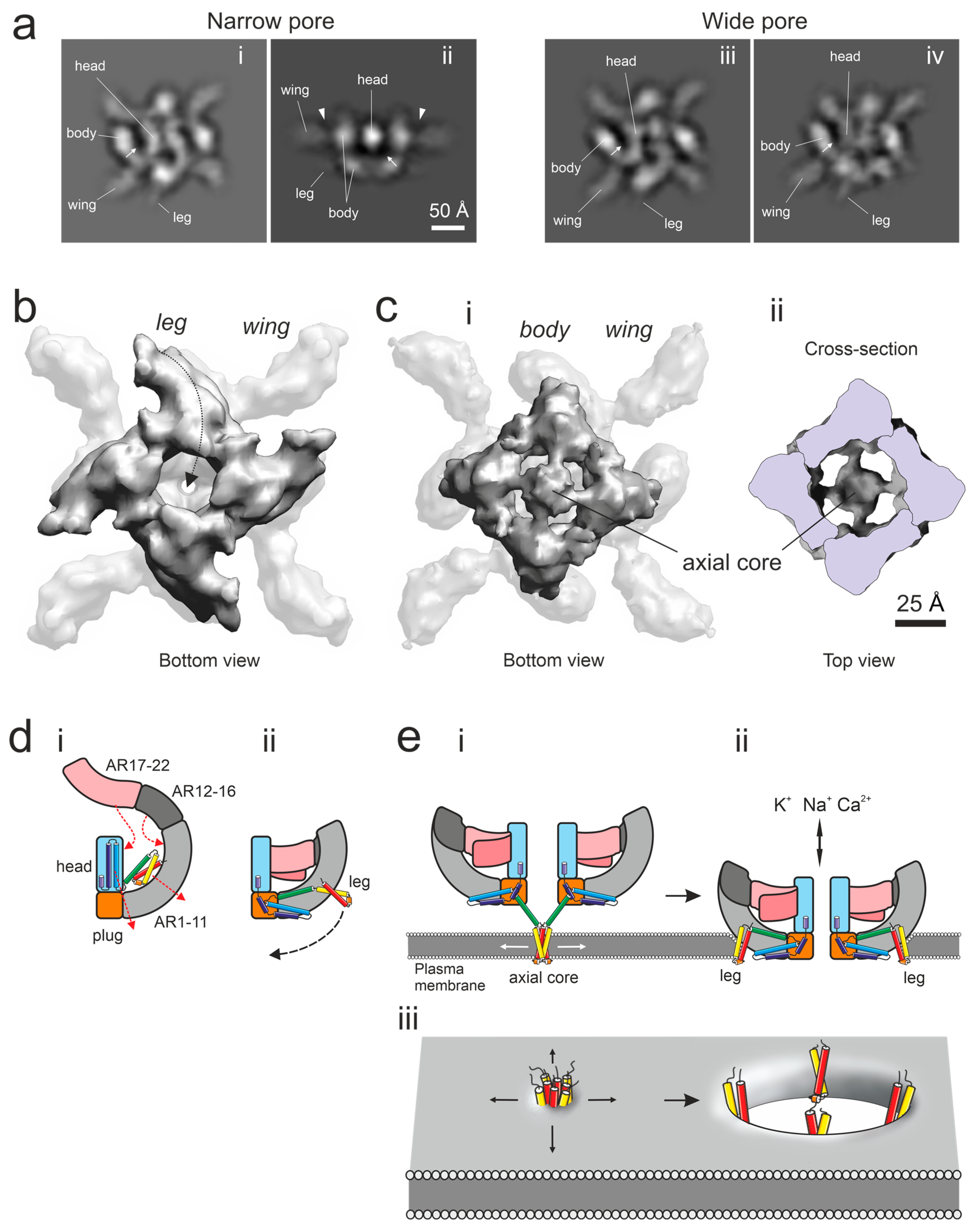 α-Latrotoxin Tetramers Spontaneously Form Two-Dimensional Crystals