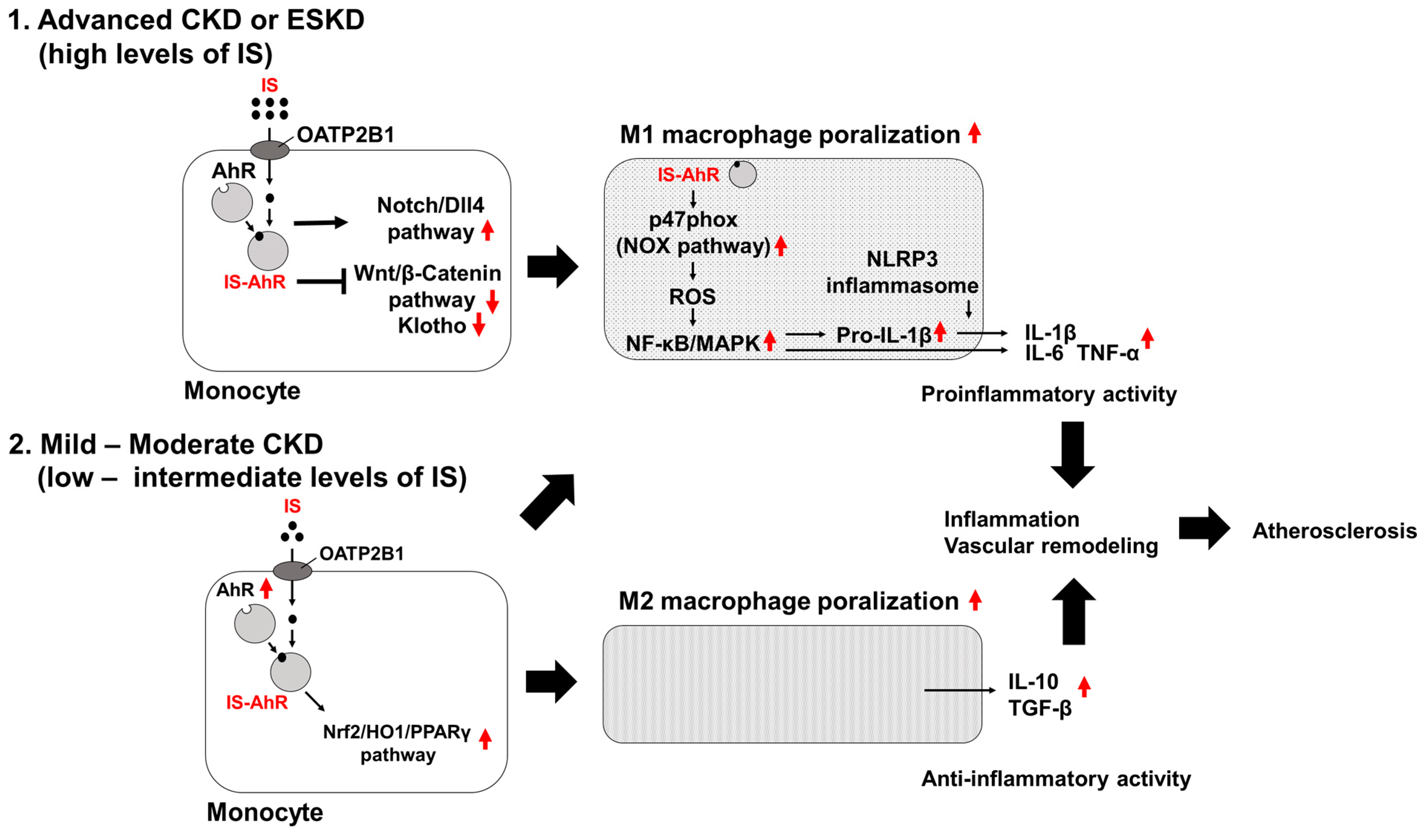 Toxins 16 00254 g001