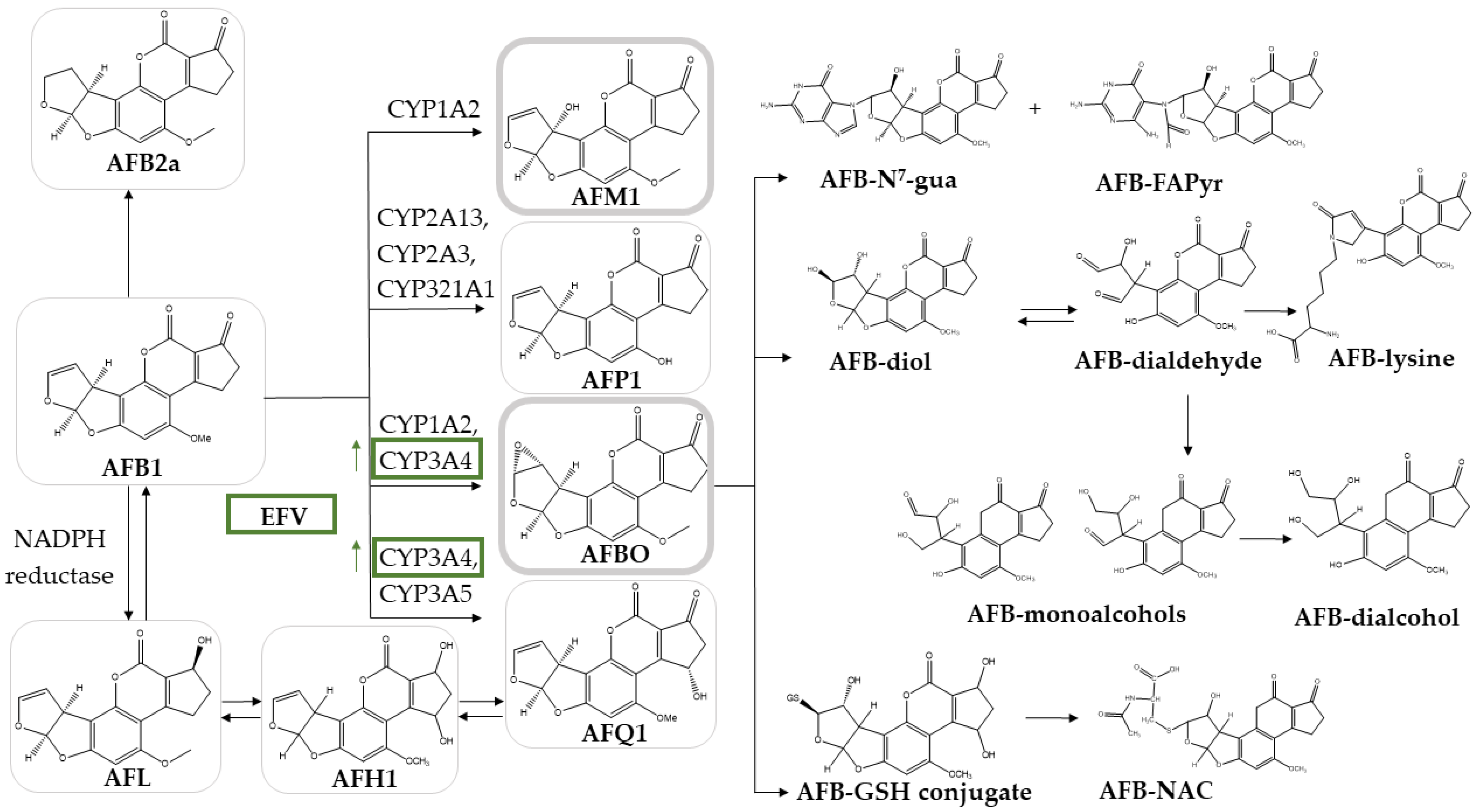 Toxins 16 00259 g001