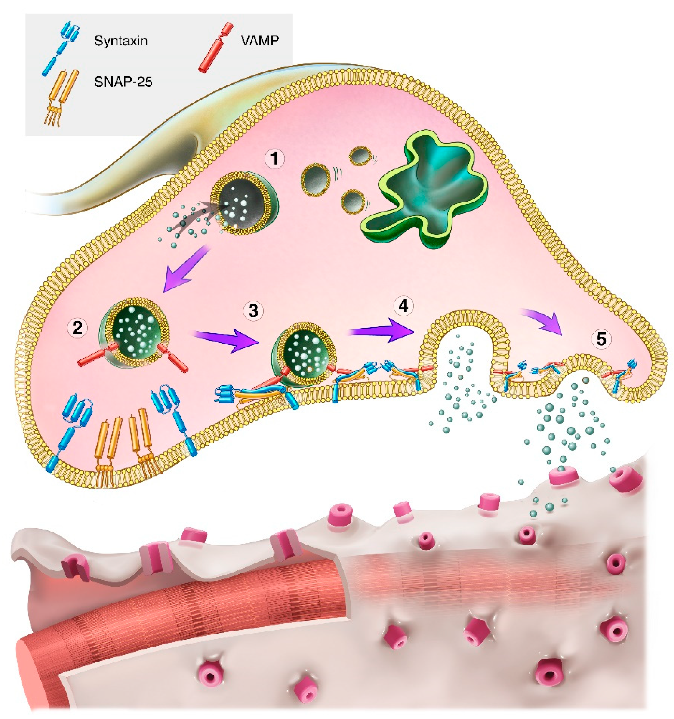 Toxins 16 00266 g002a Toxins 16 00266 g002a