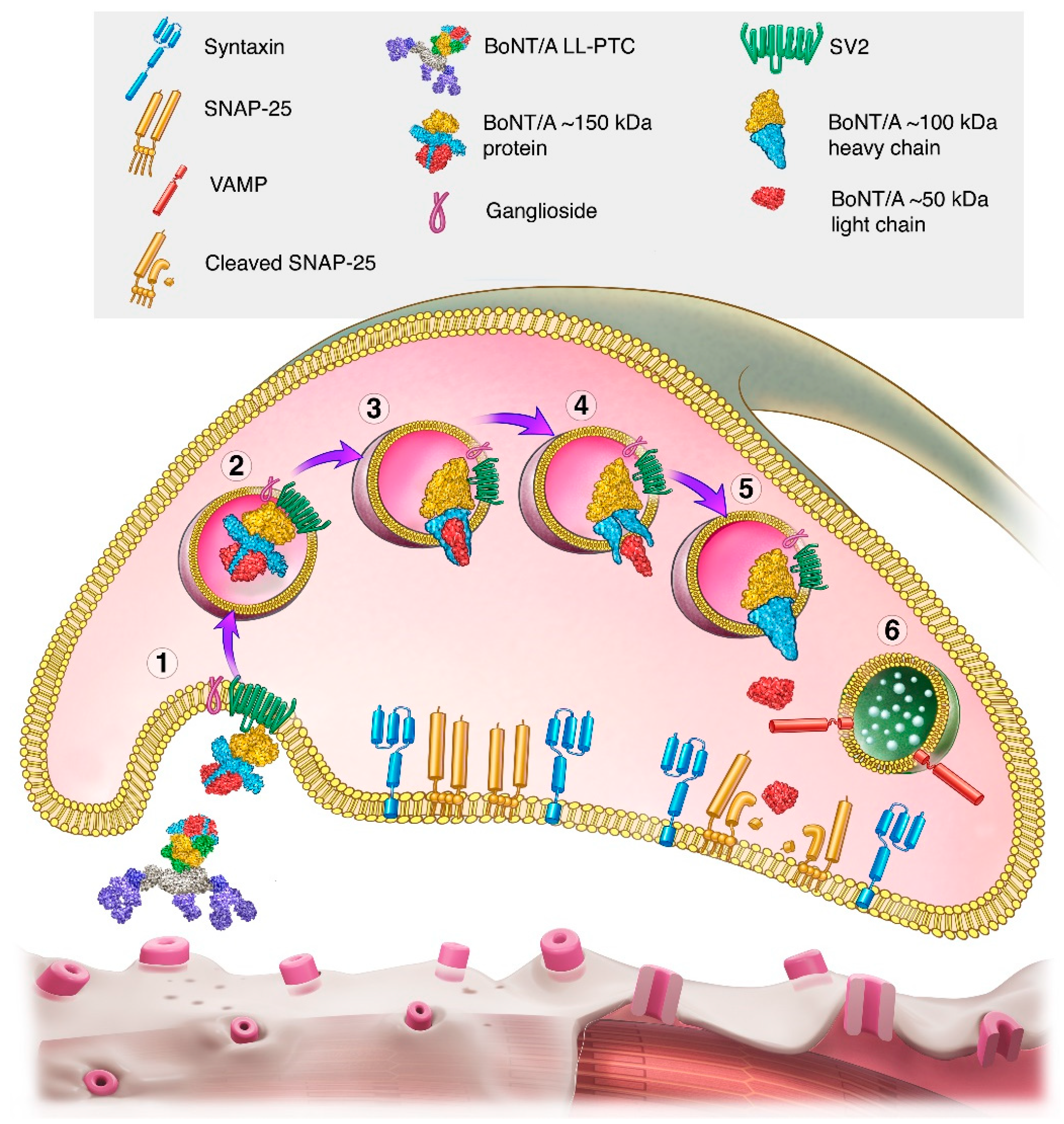 Toxins 16 00266 g002b Toxins 16 00266 g002b