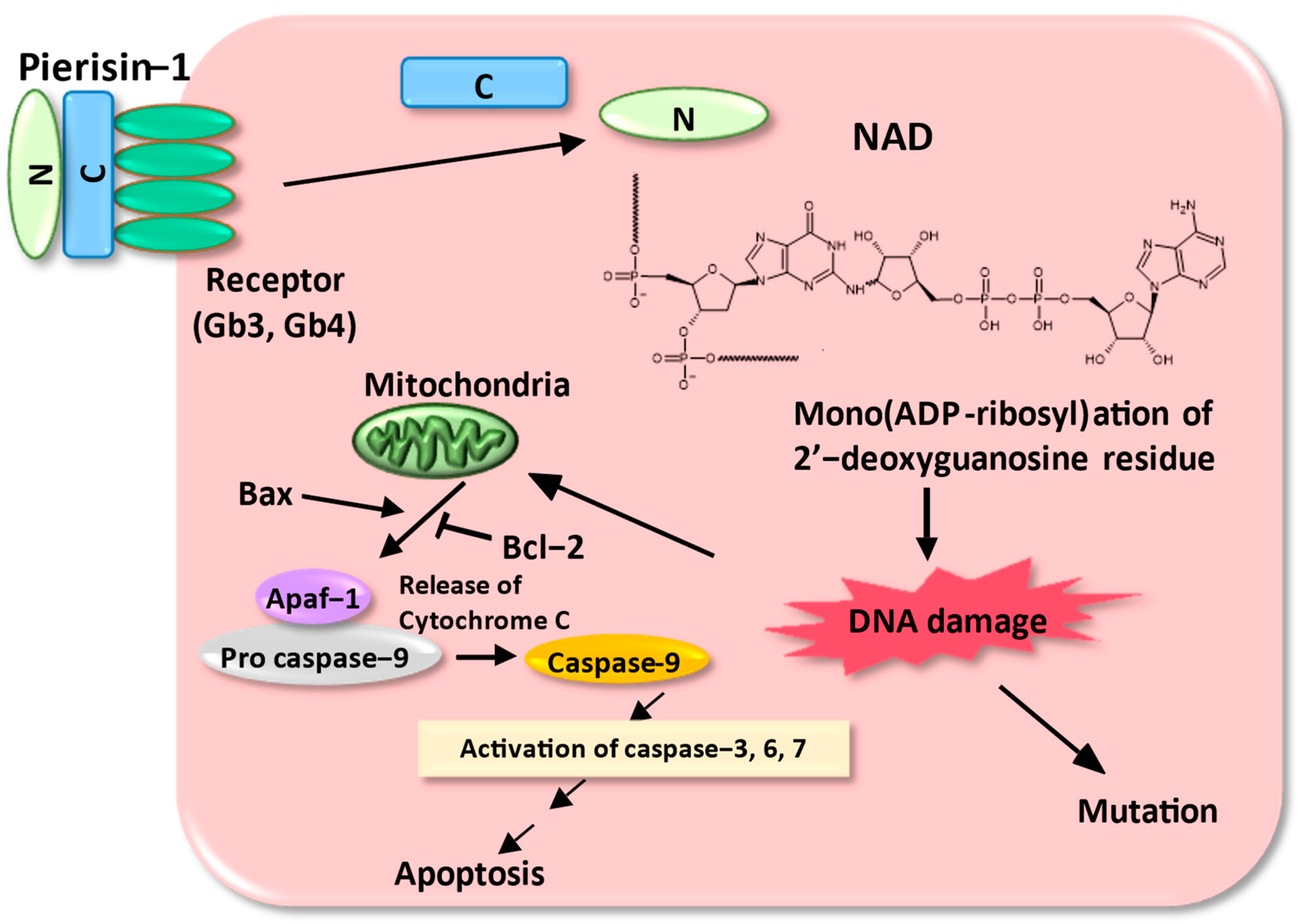 Toxins 16 00270 g003