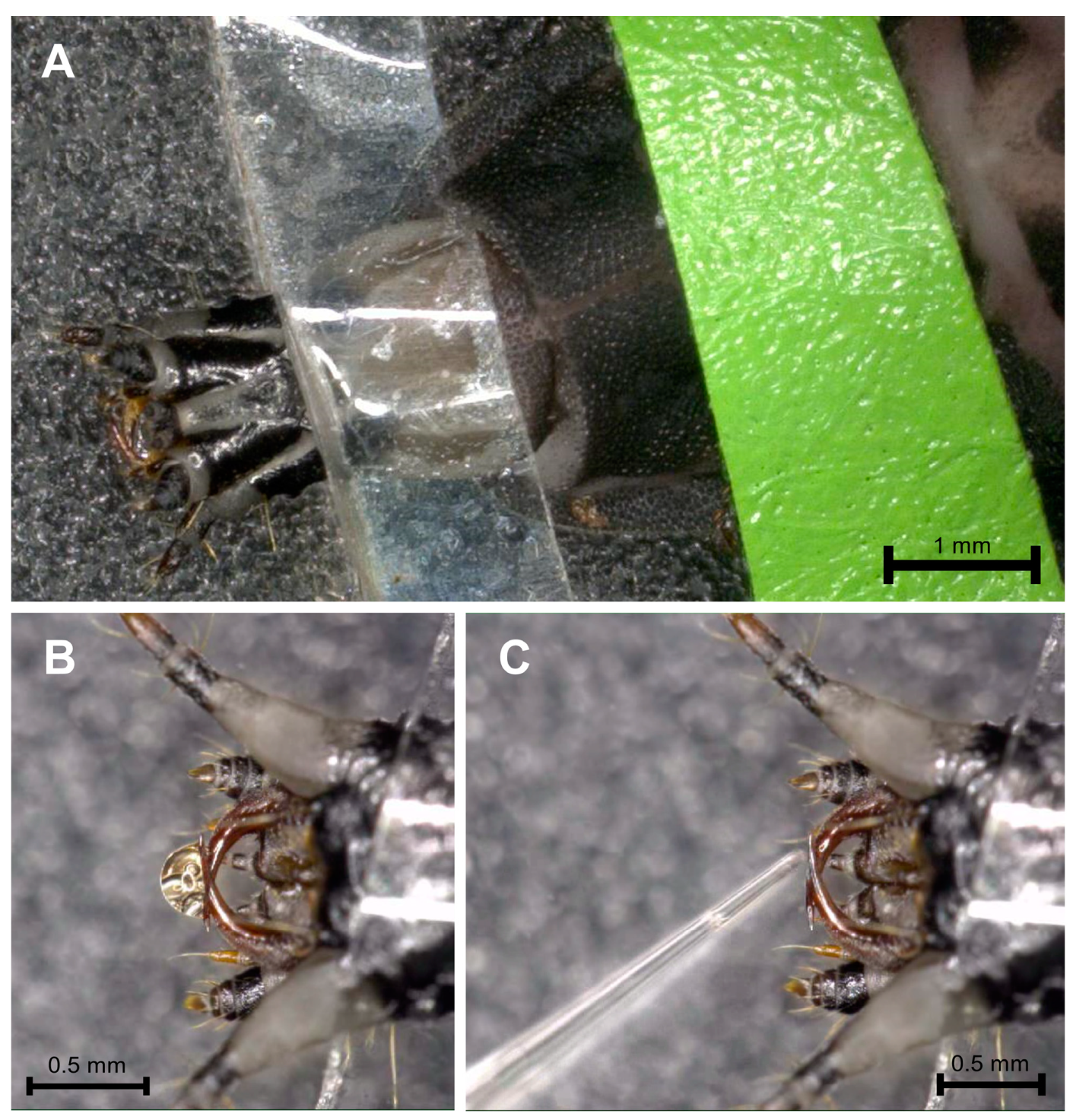 Toxins 16 00272 g002