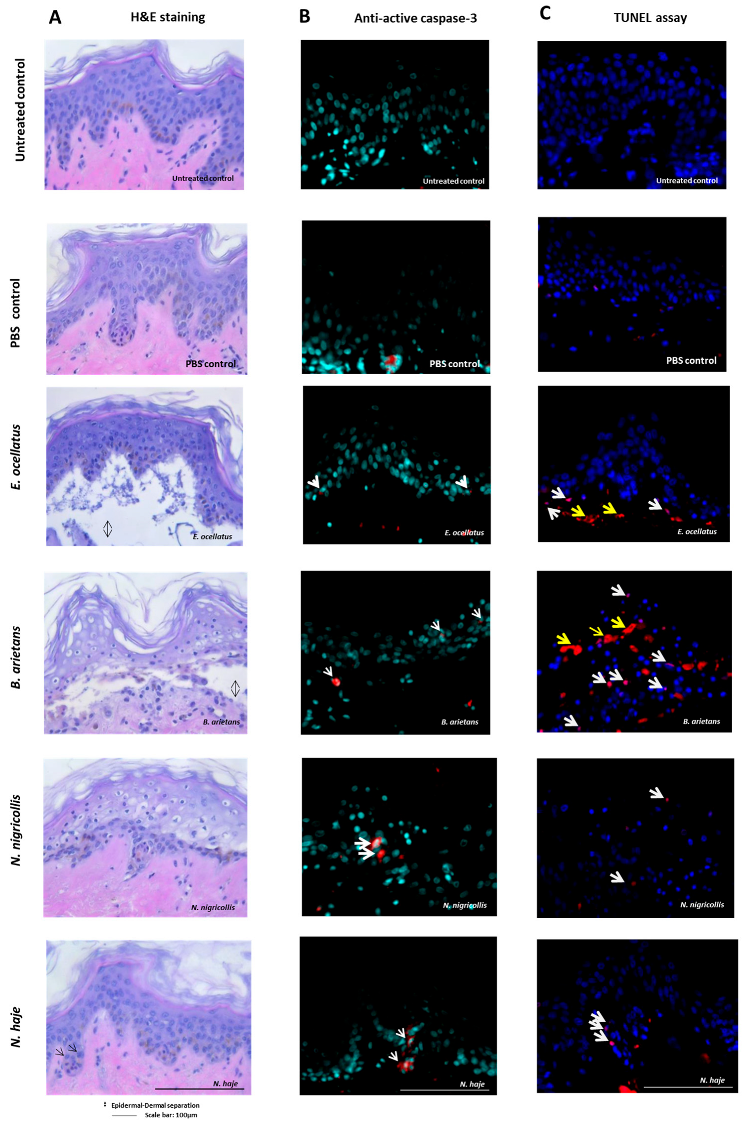 Toxins 16 00276 g002