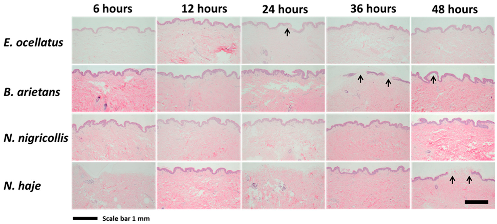 Toxins 16 00276 g004