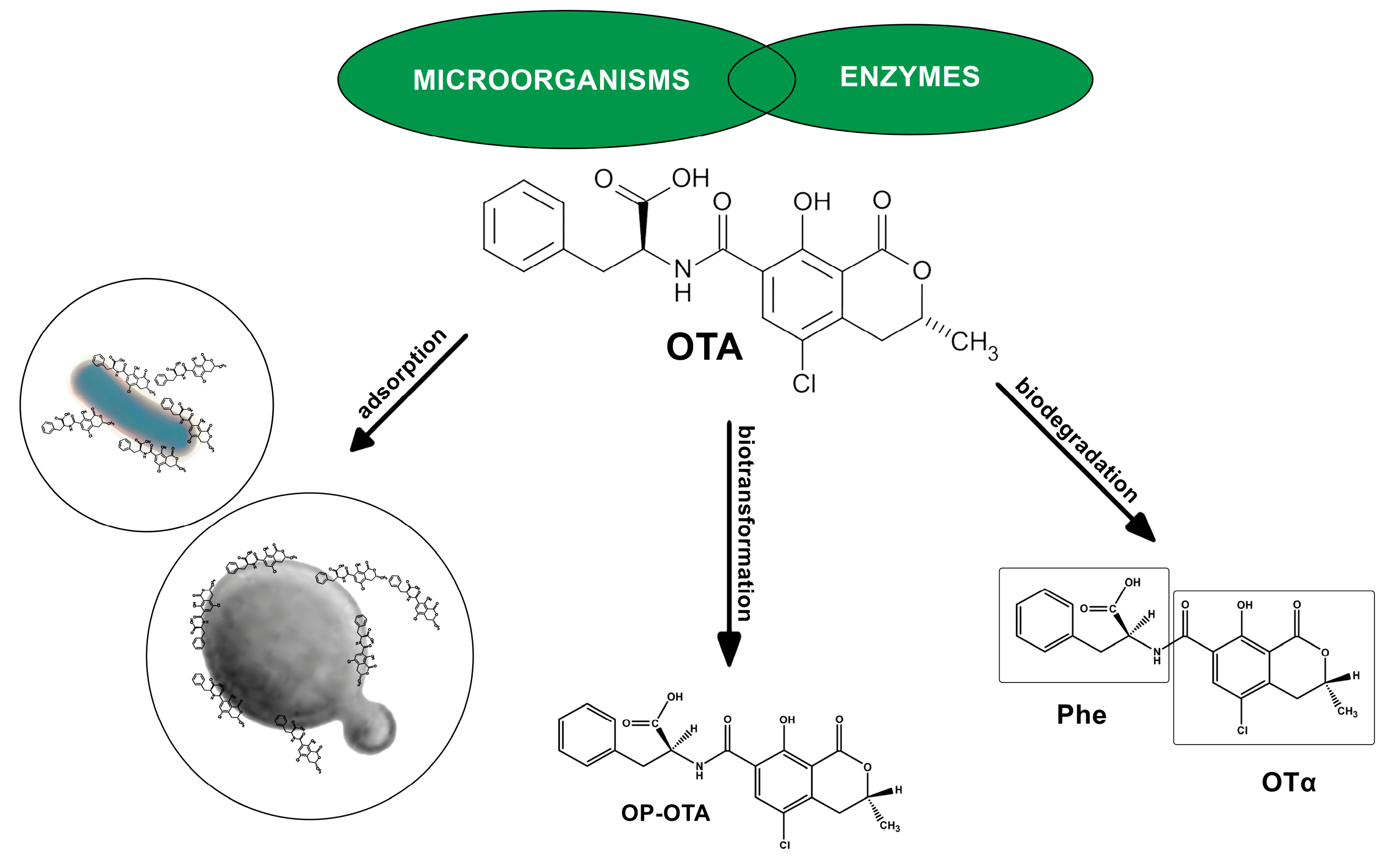 Toxins 16 00277 g003