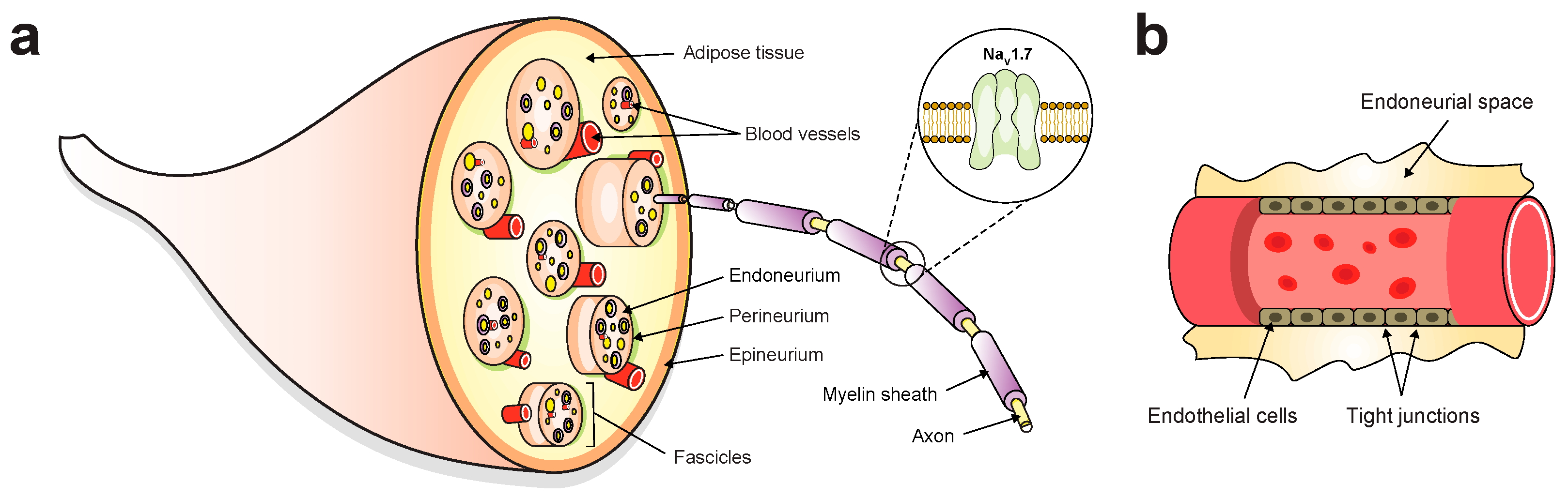 Toxins 16 00307 g004