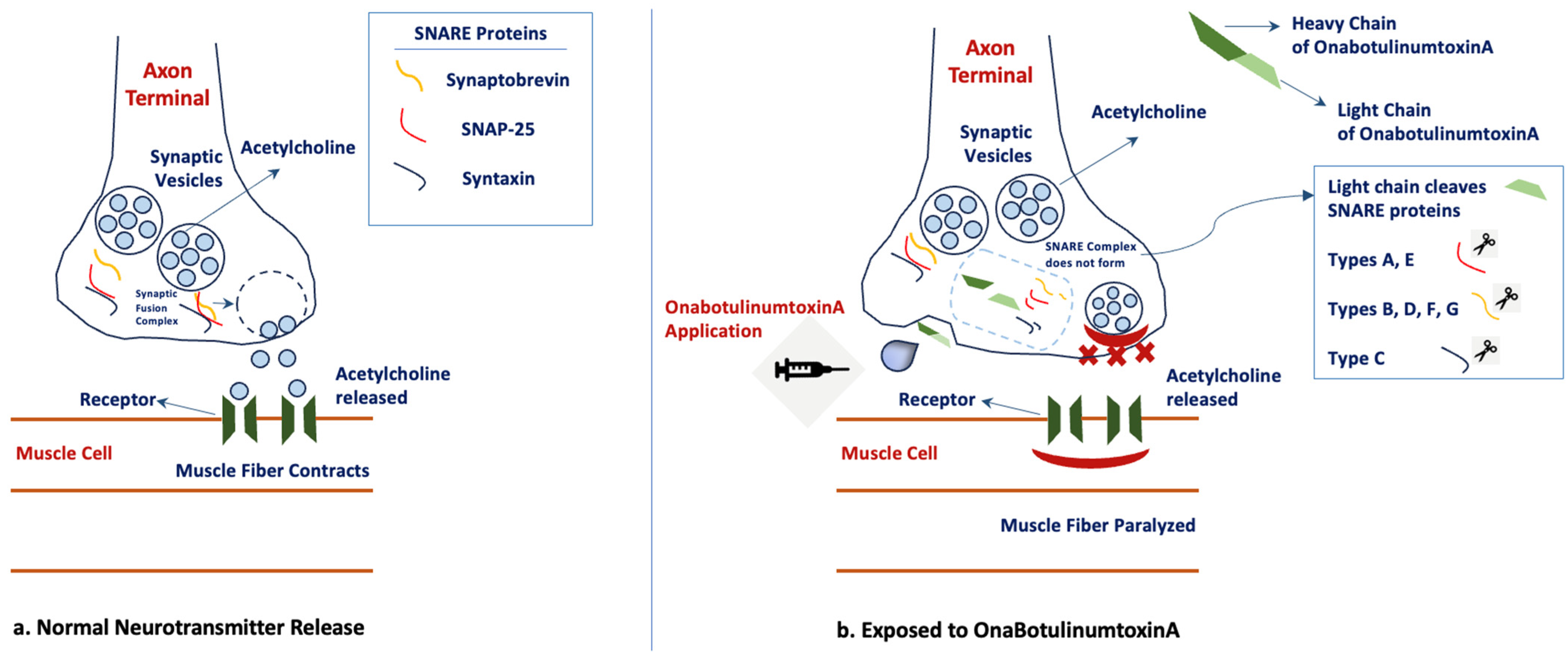 Toxins 16 00309 g001