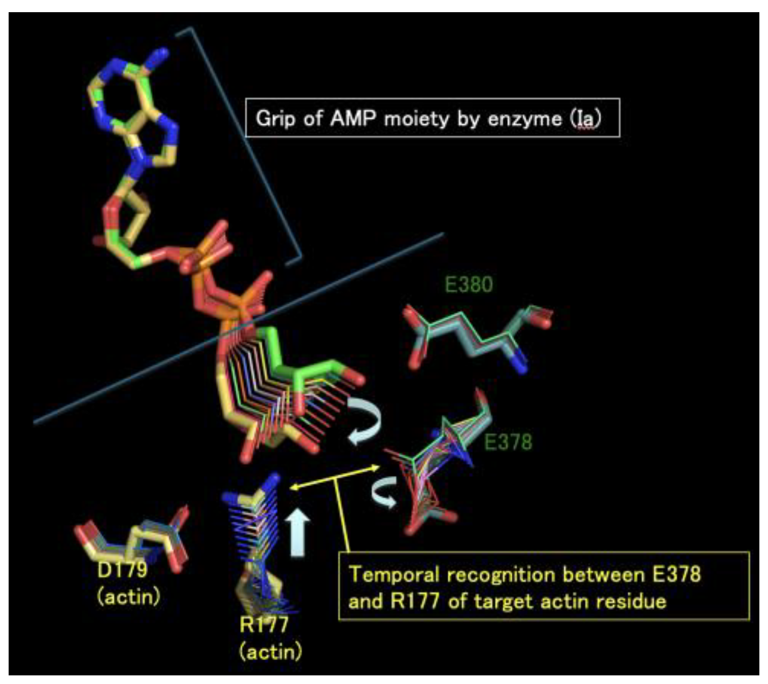 Toxins 16 00313 g004