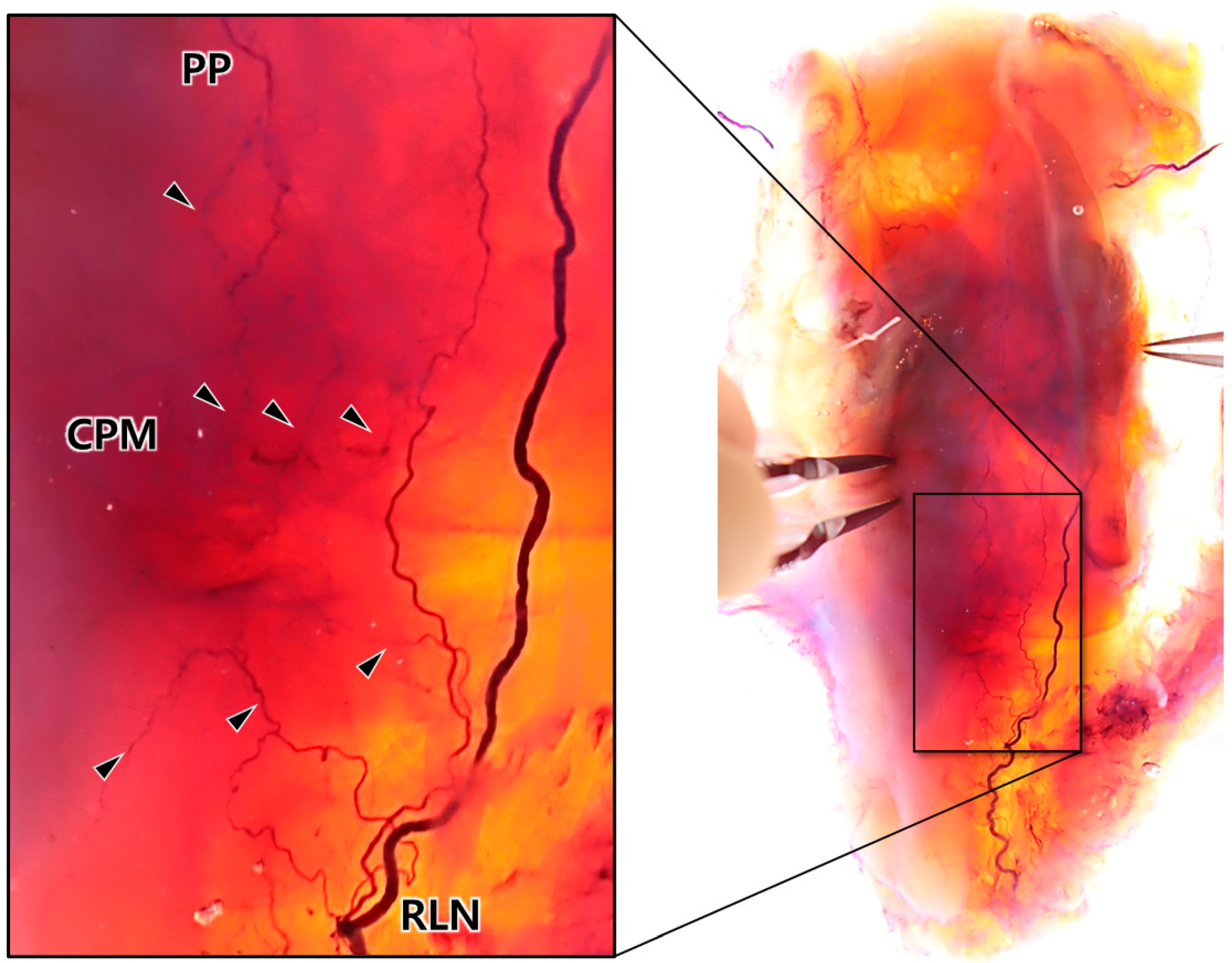 Toxins 16 00317 g001