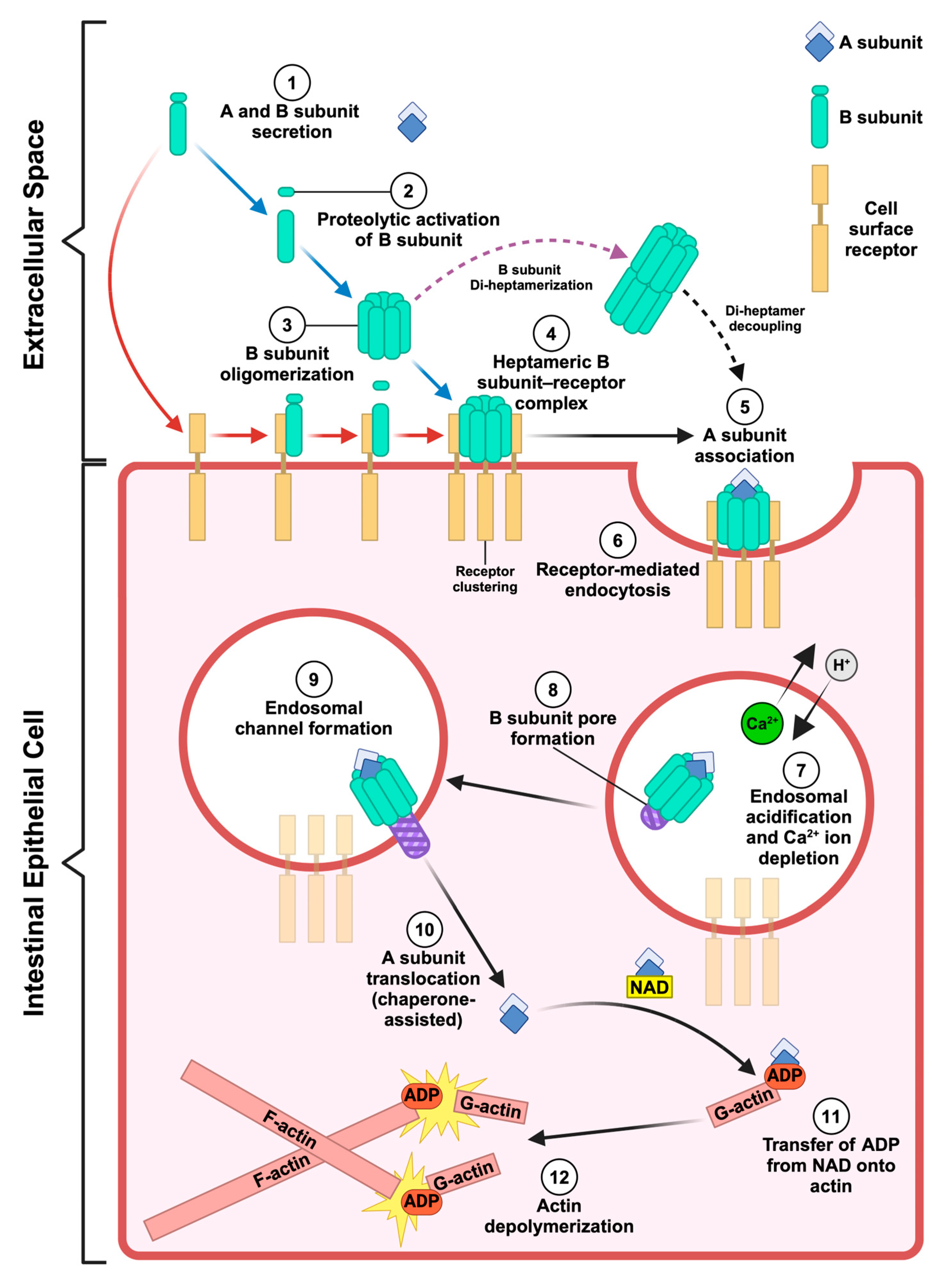 Toxins 16 00330 g001