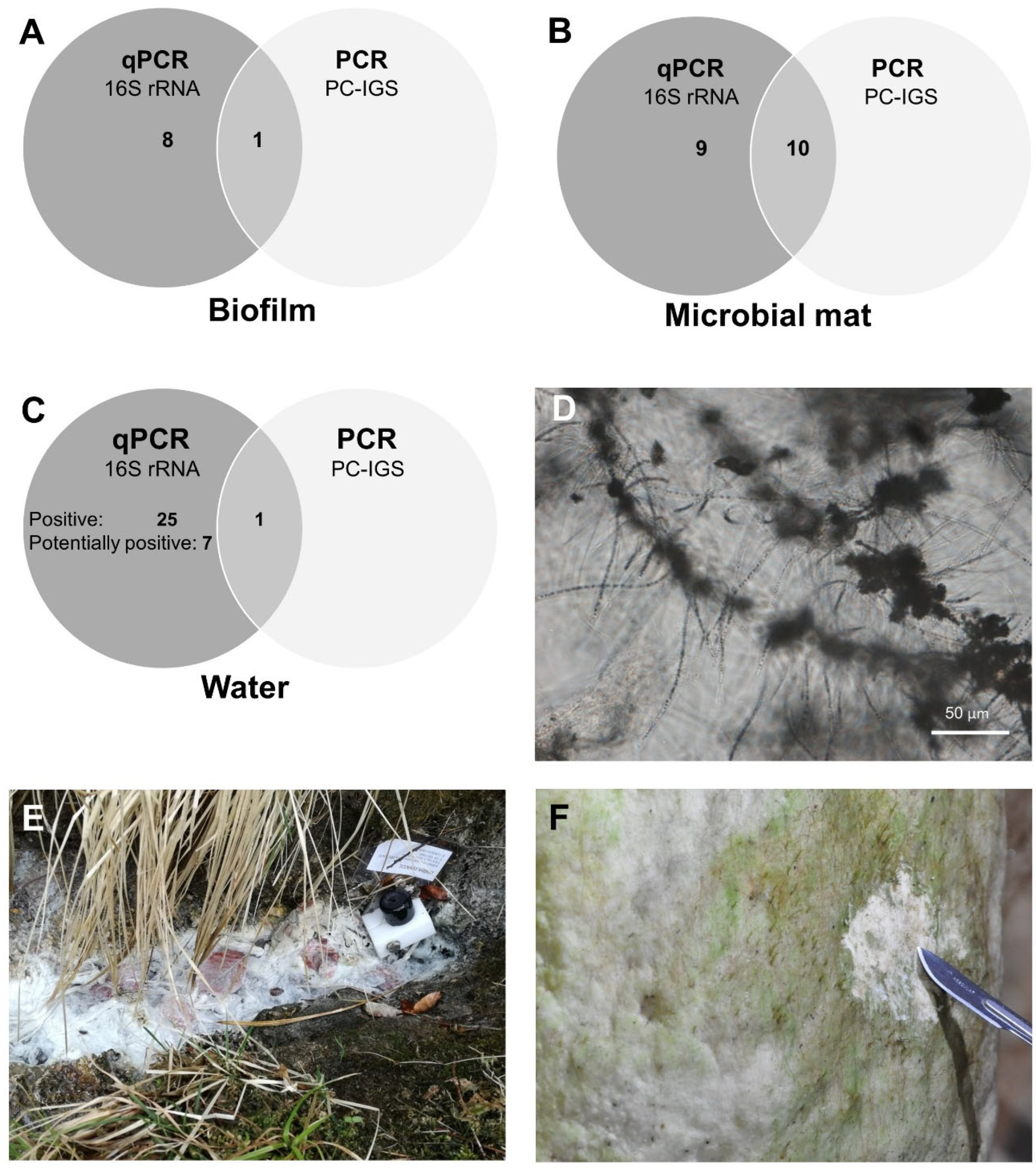 Toxins 16 00333 g001