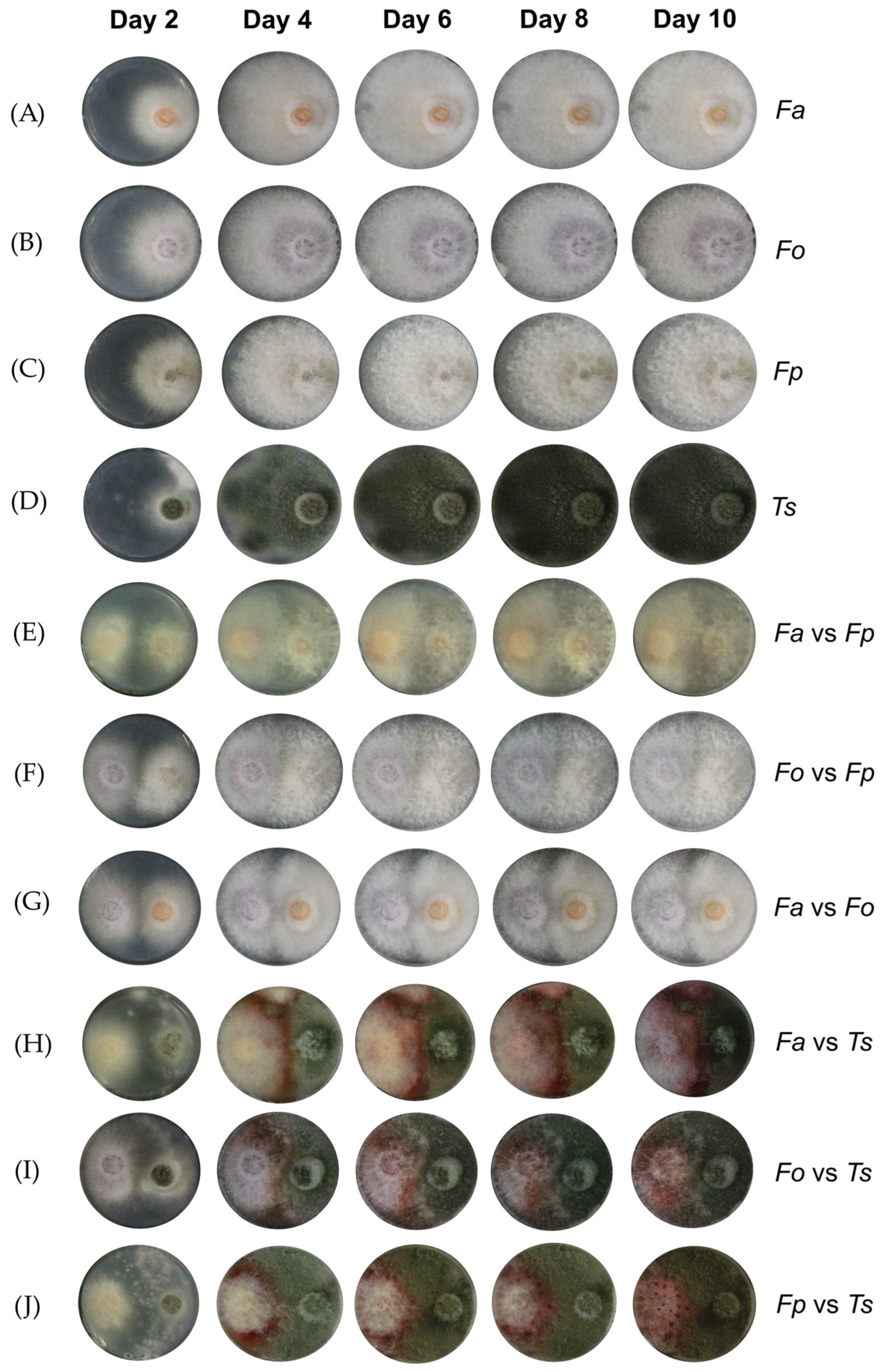 Toxins 16 00344 g001 Toxins 16 00344 g001