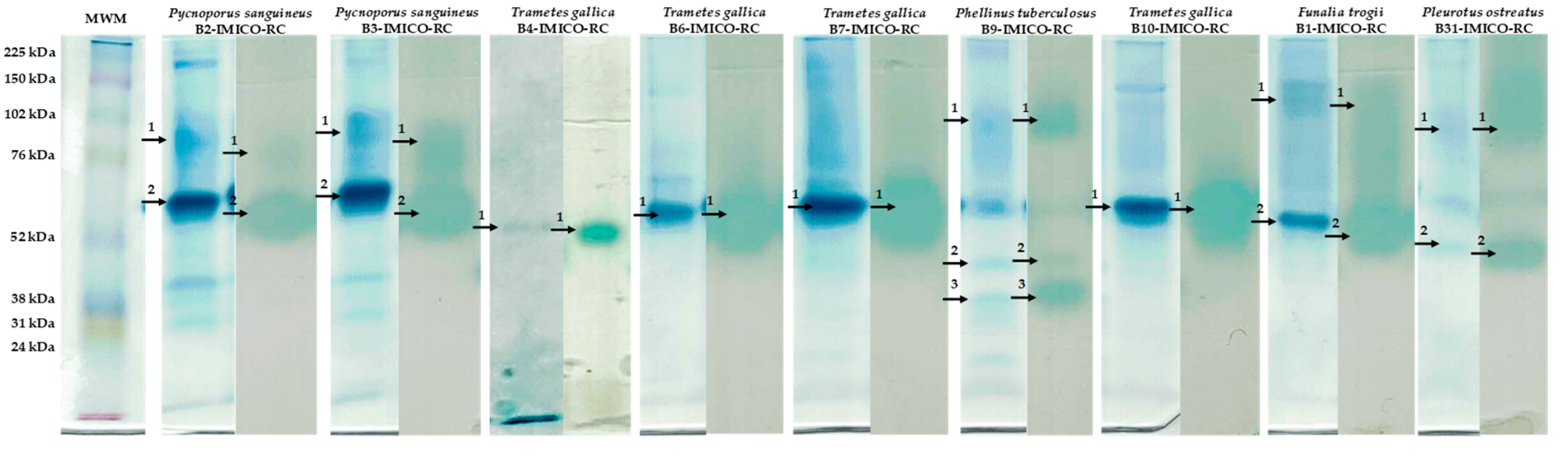 Toxins 16 00350 g003