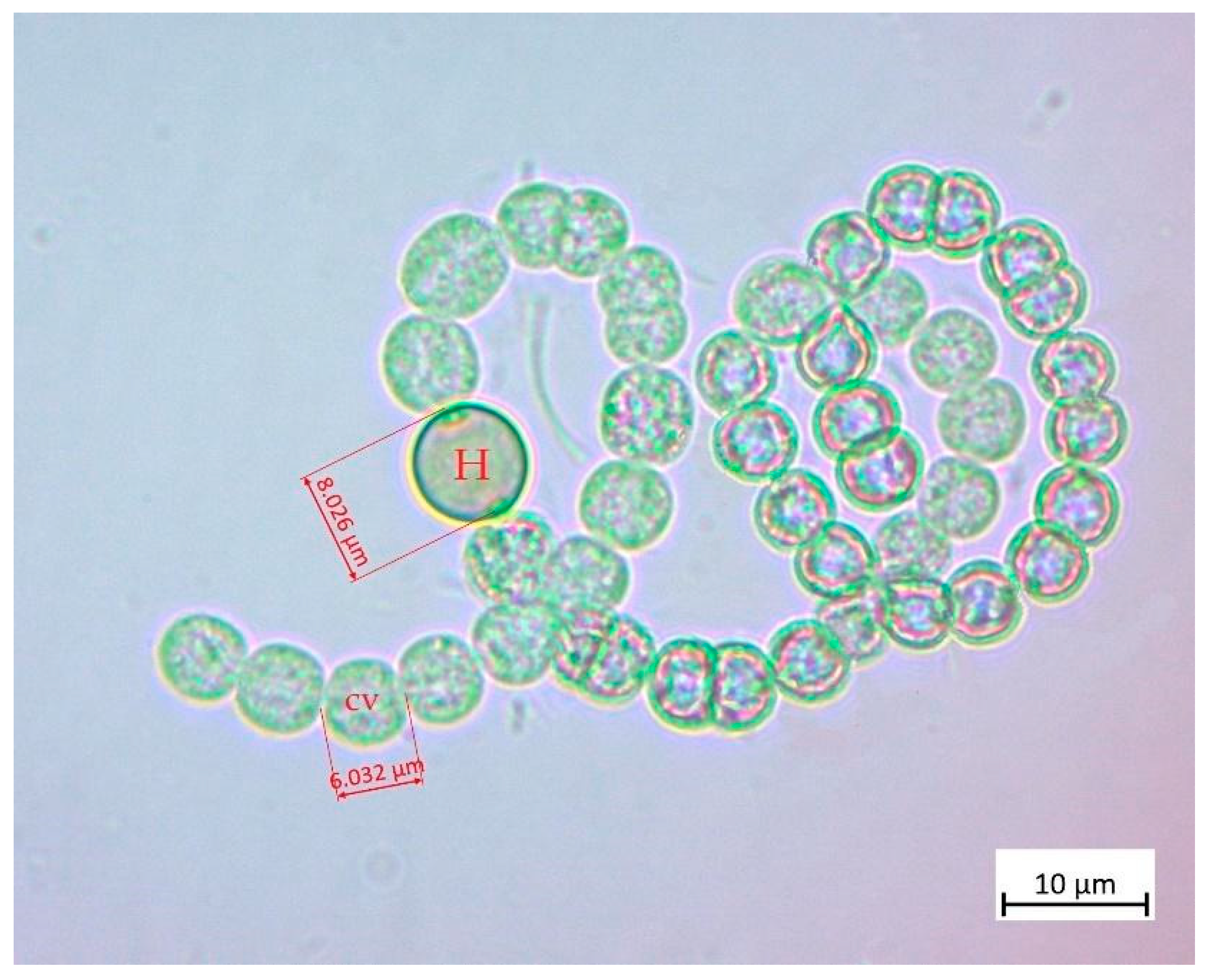Toxins 16 00378 g001