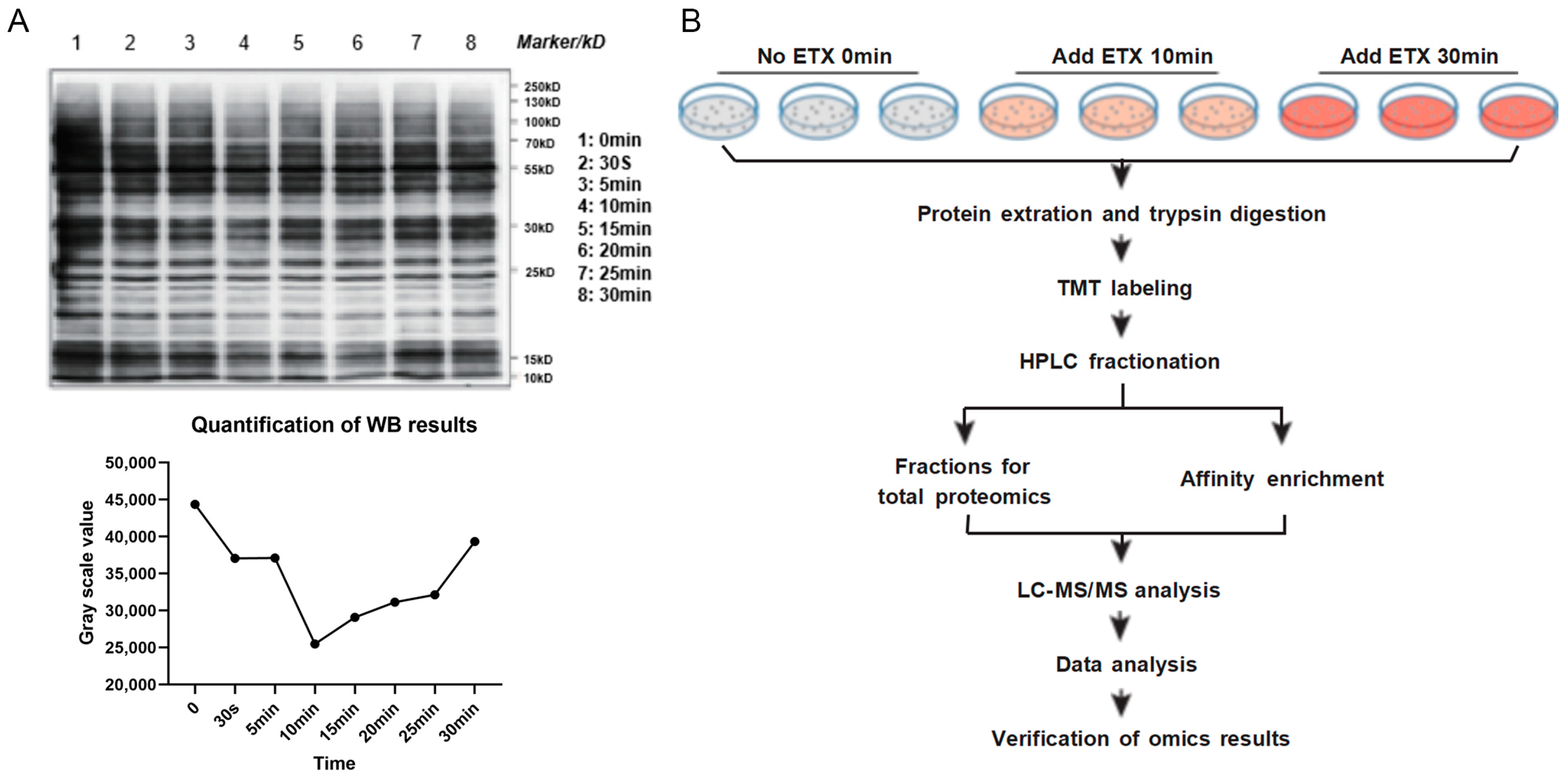 Toxins 16 00394 g001