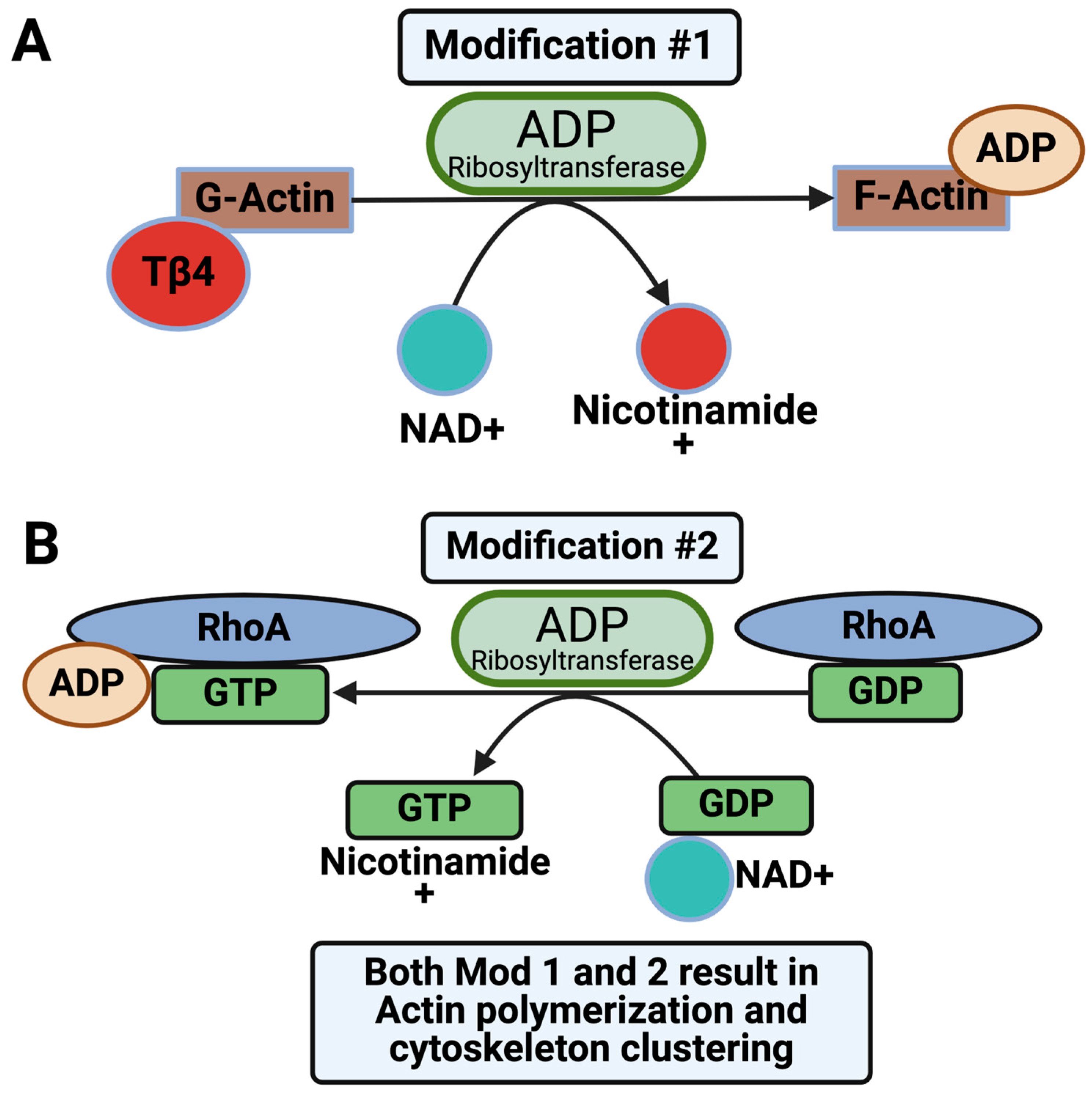 Toxins 16 00406 g006