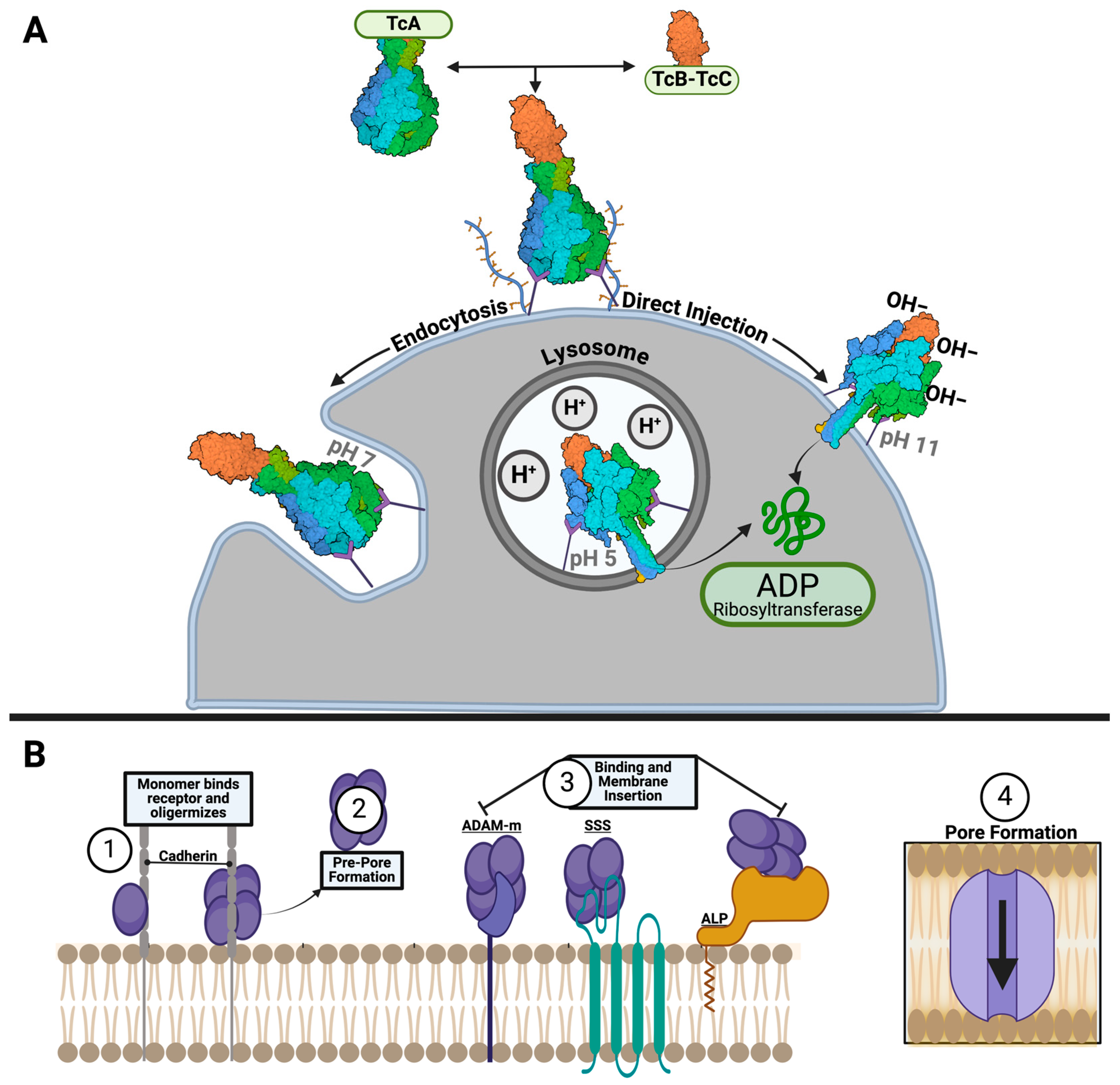Toxins 16 00406 g007