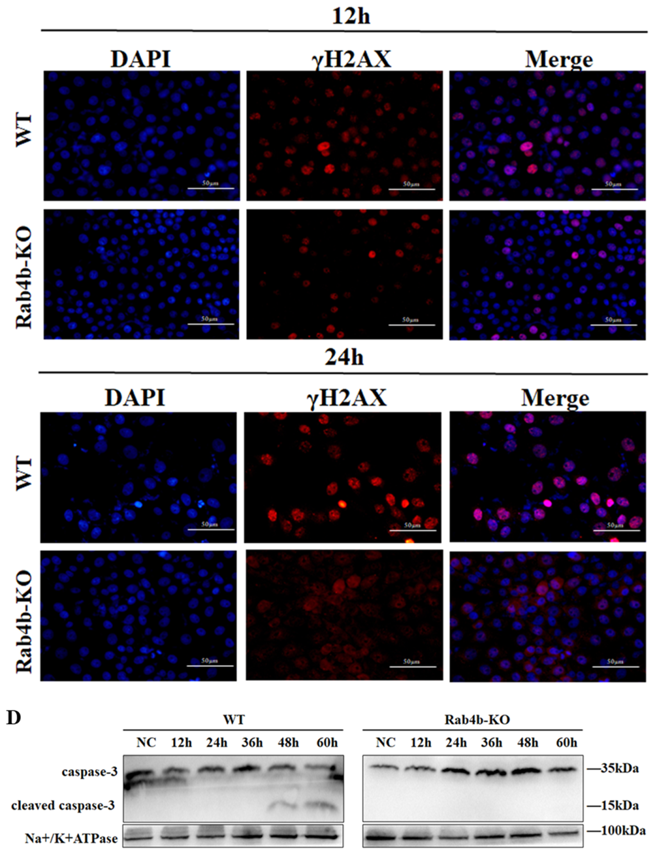 Toxins 16 00407 g002b