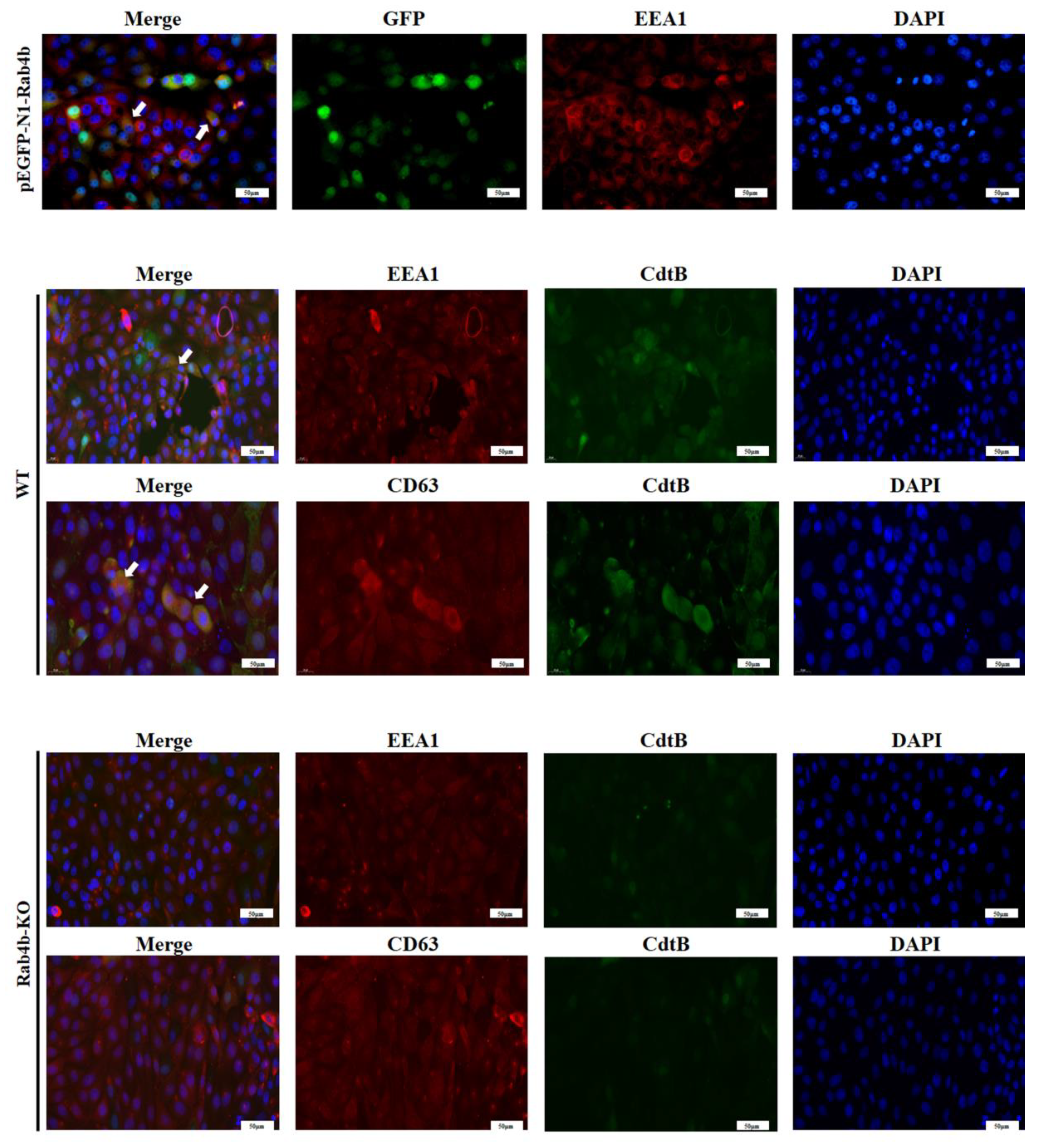 Toxins 16 00407 g005