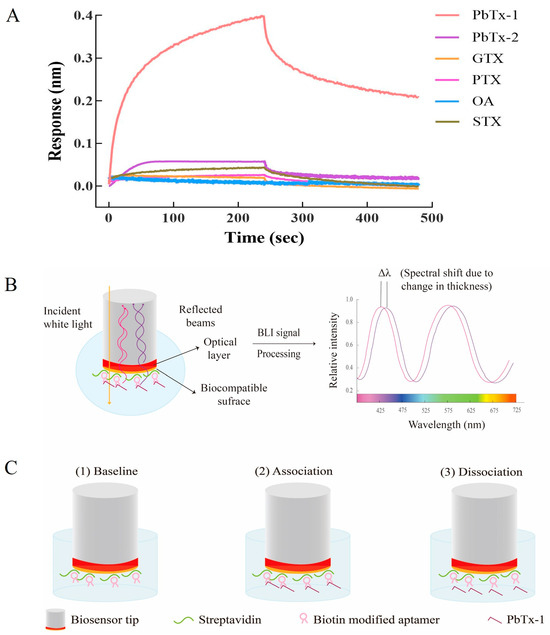 Brevetoxin Aptamer Selection and Biolayer Interferometry