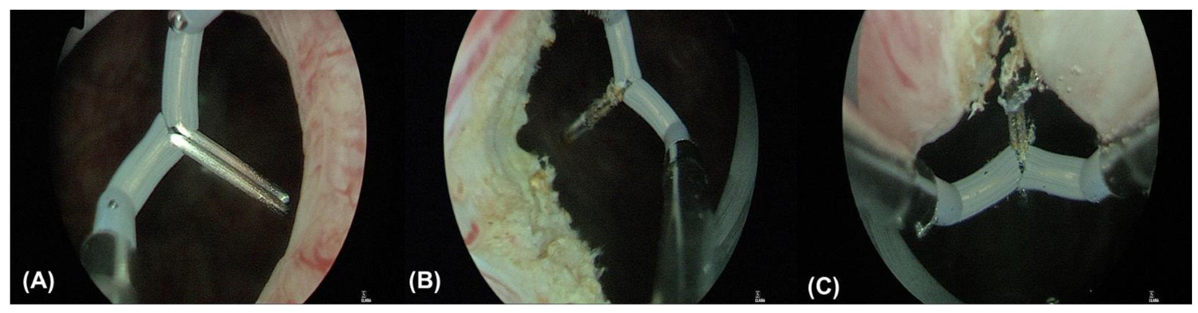 Toxins 16 00441 g001