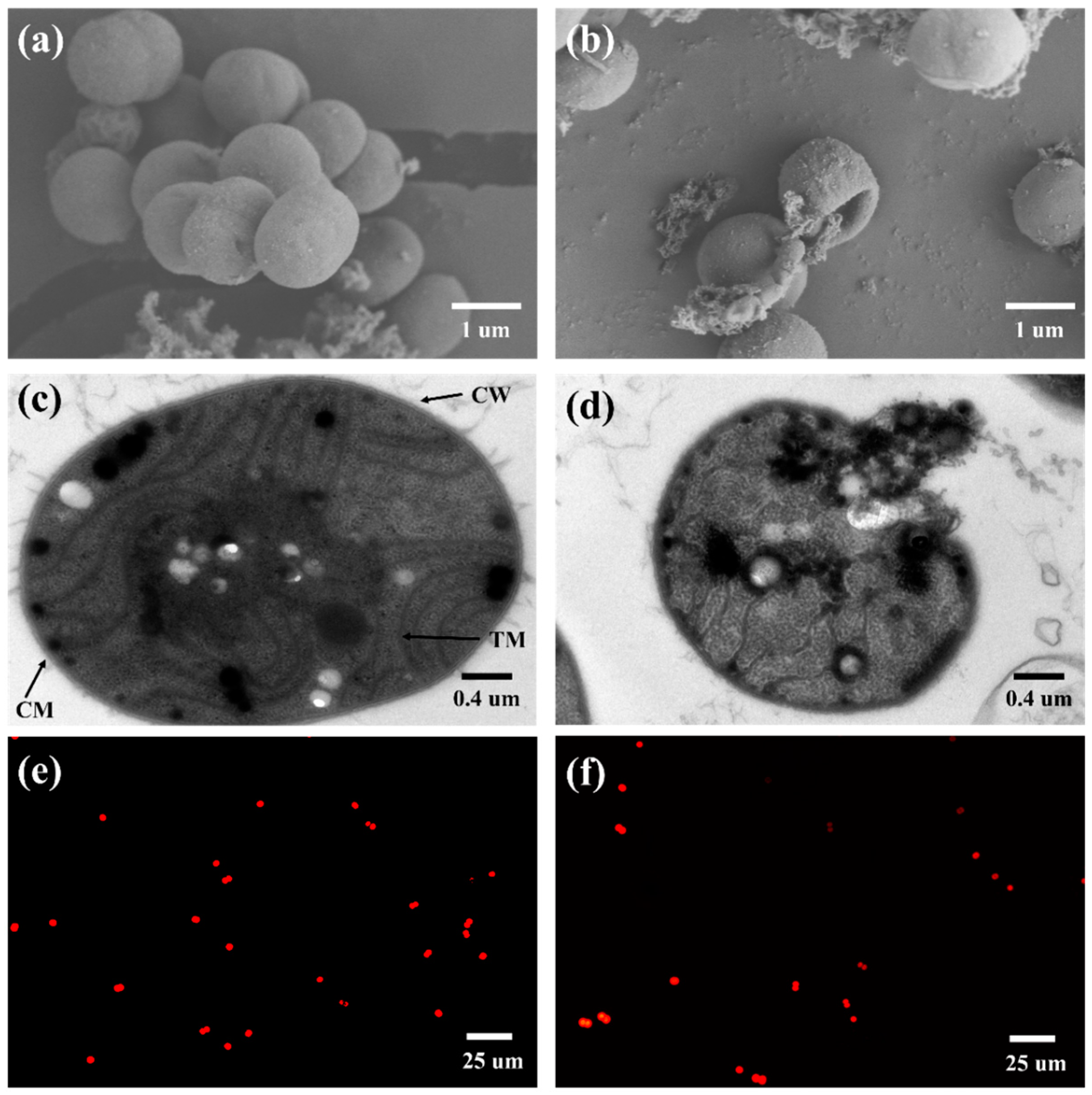 Toxins 16 00455 g002