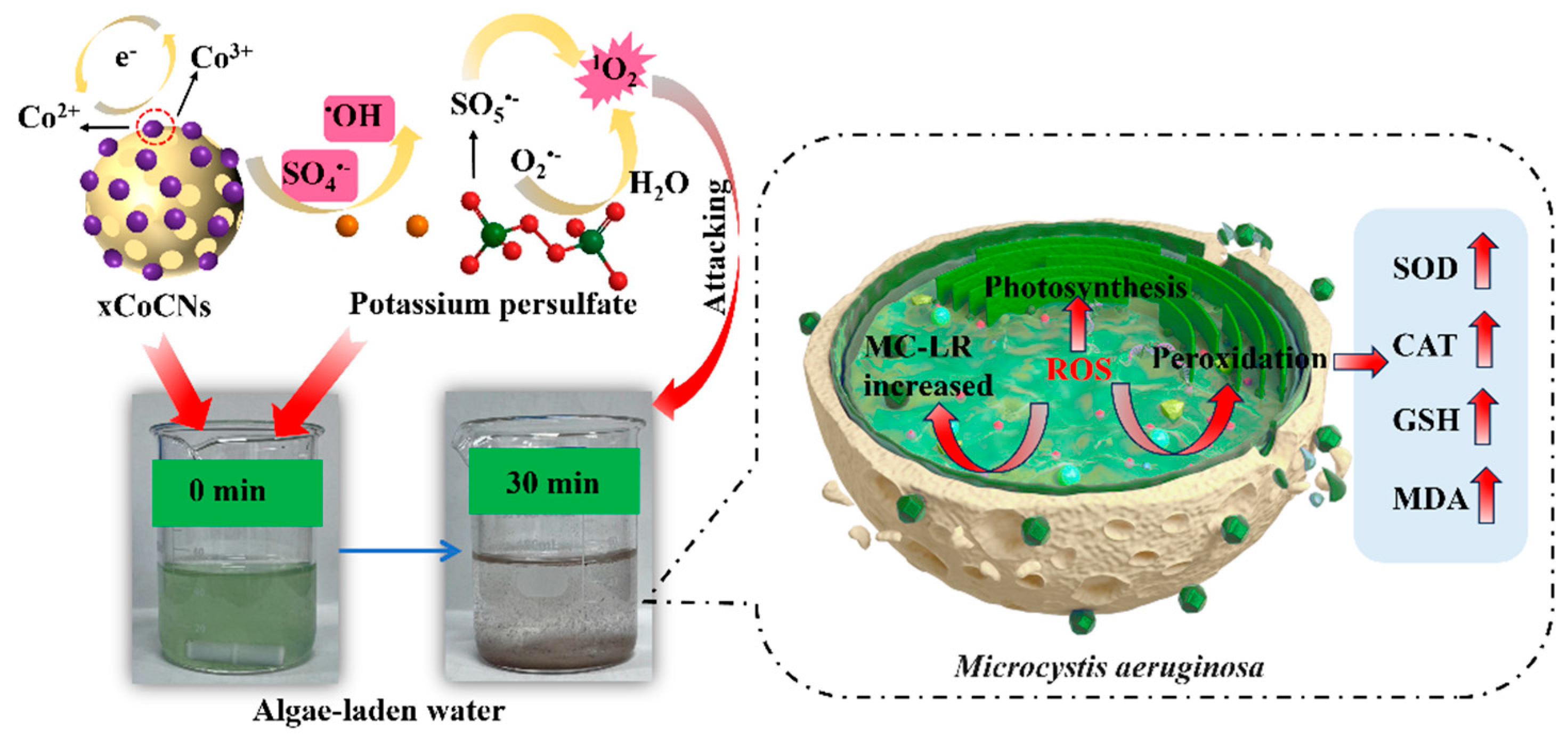 Toxins 16 00455 g008
