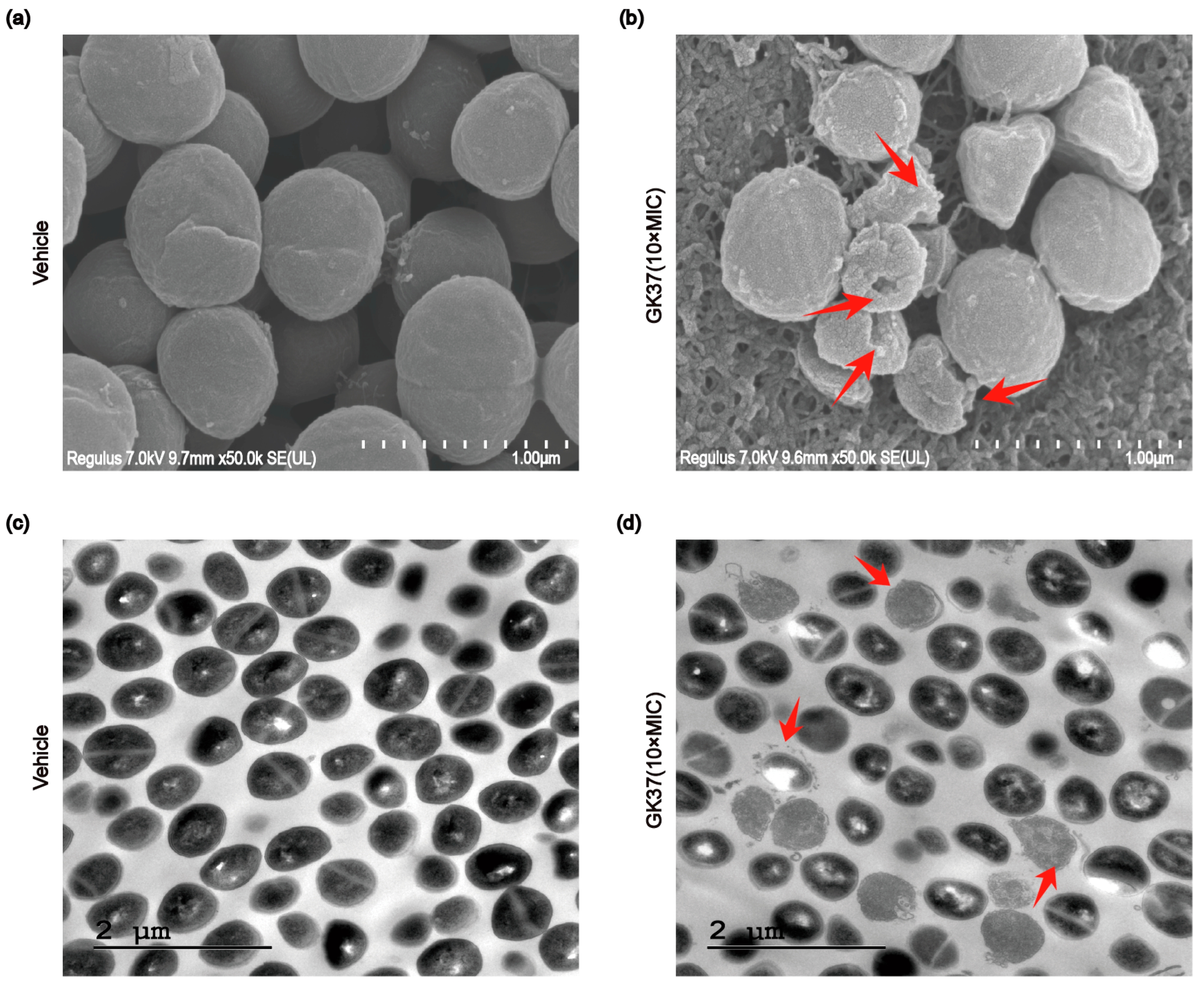 Toxins 16 00466 g007