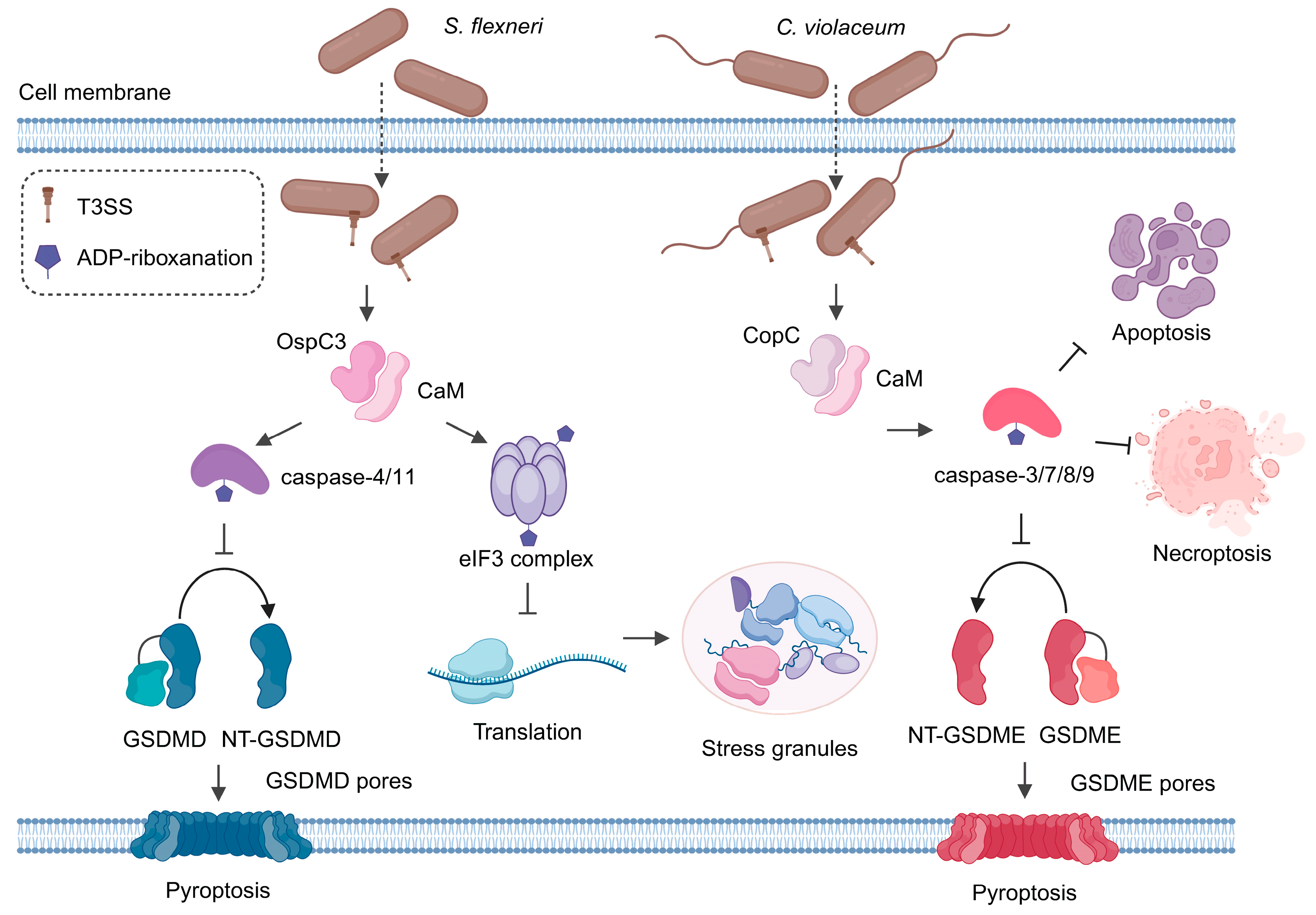 Toxins 16 00467 g002