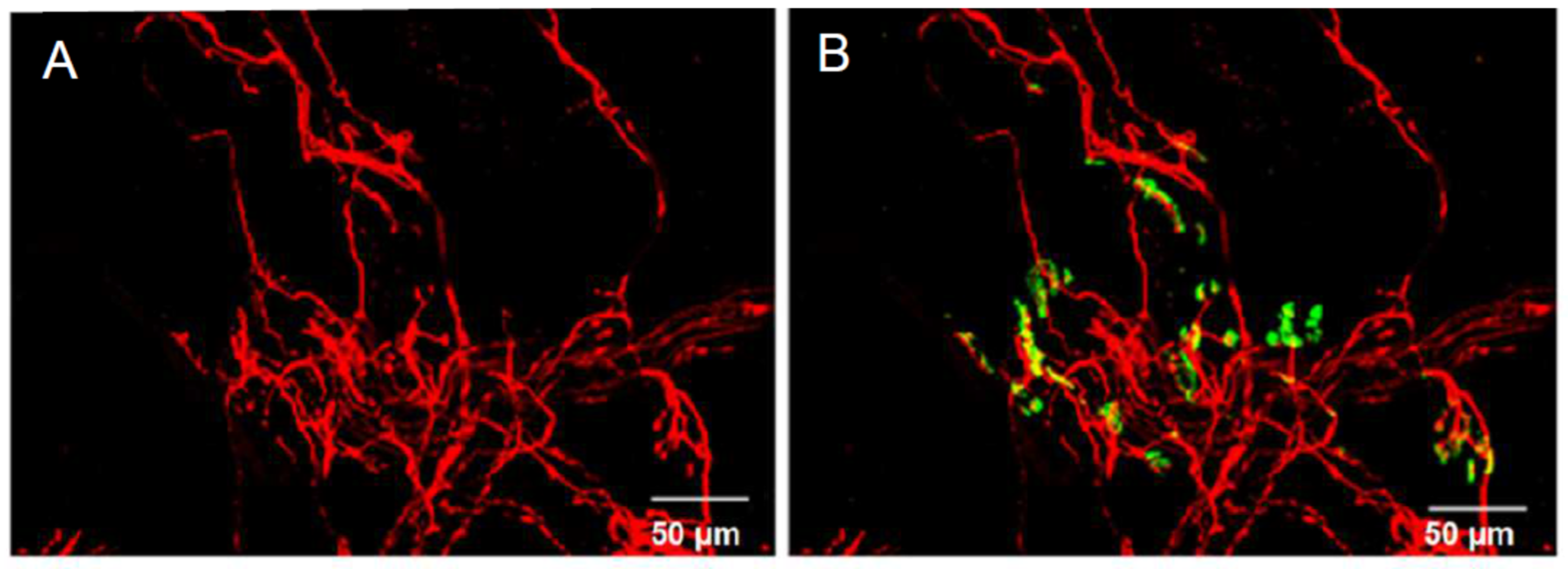 Toxins 16 00506 g001