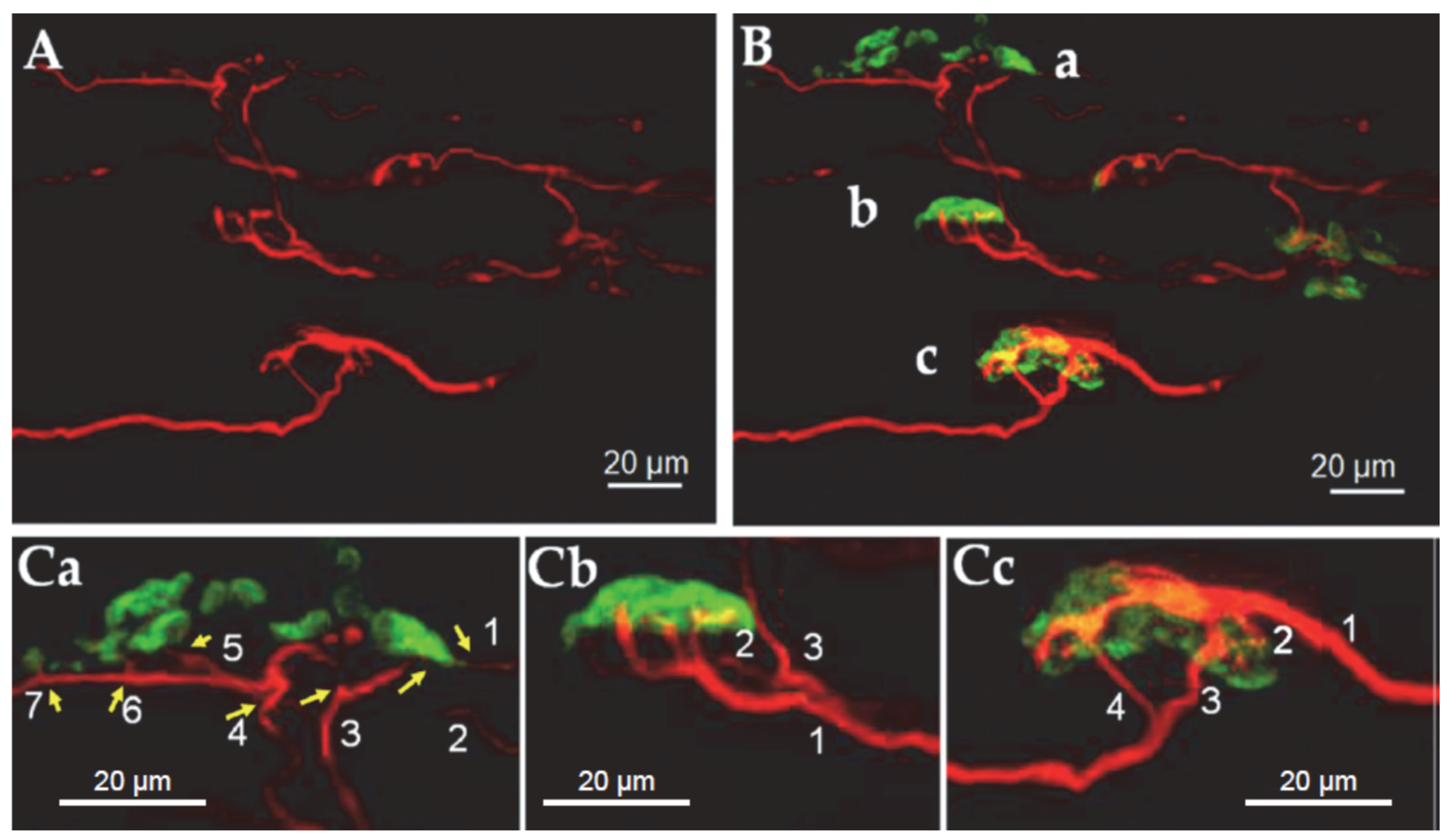 Toxins 16 00506 g002
