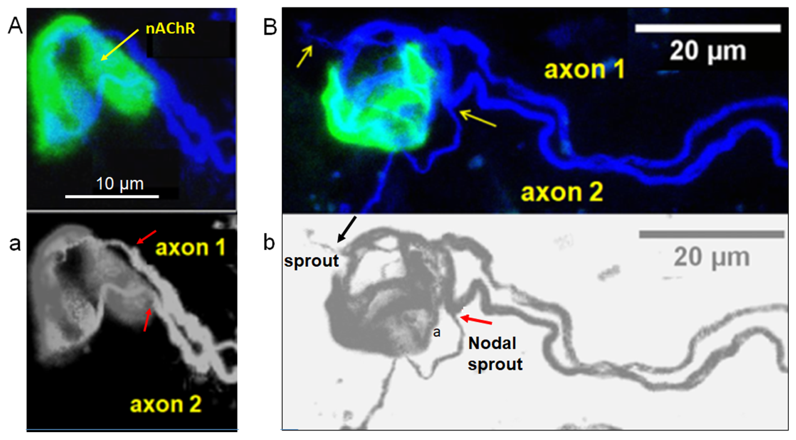 Toxins 16 00506 g003