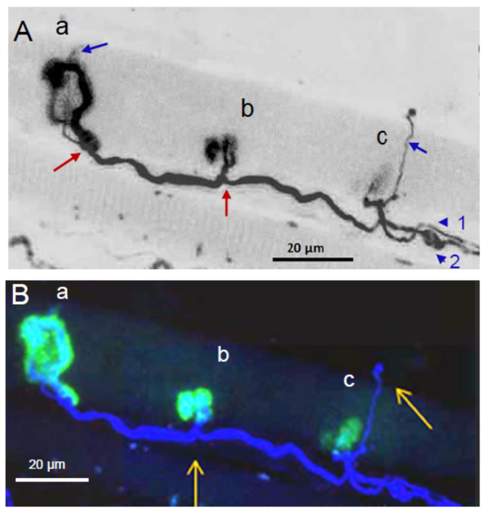 Toxins 16 00506 g005