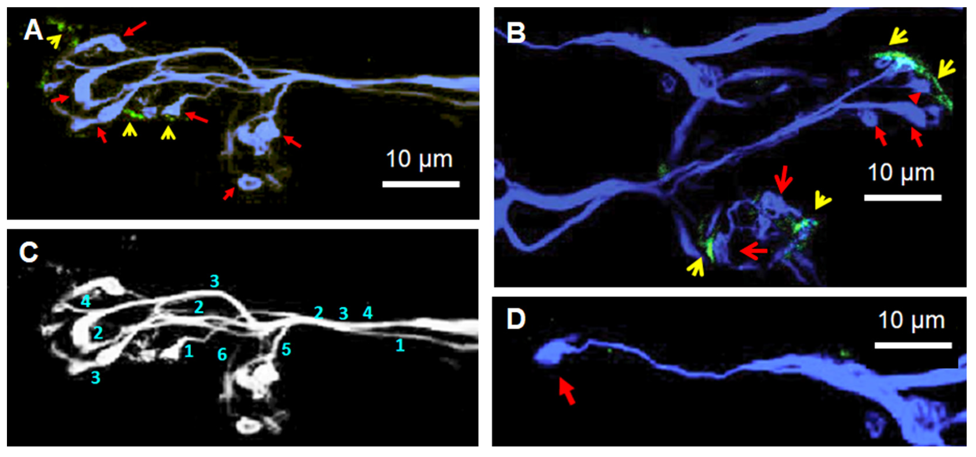 Toxins 16 00506 g009