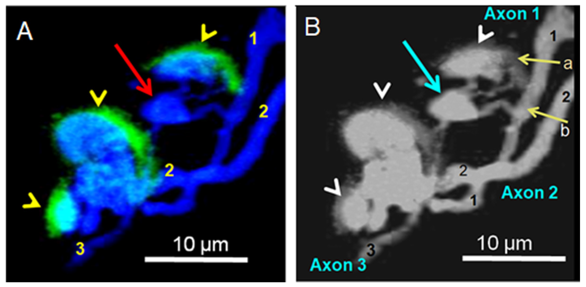 Toxins 16 00506 g010