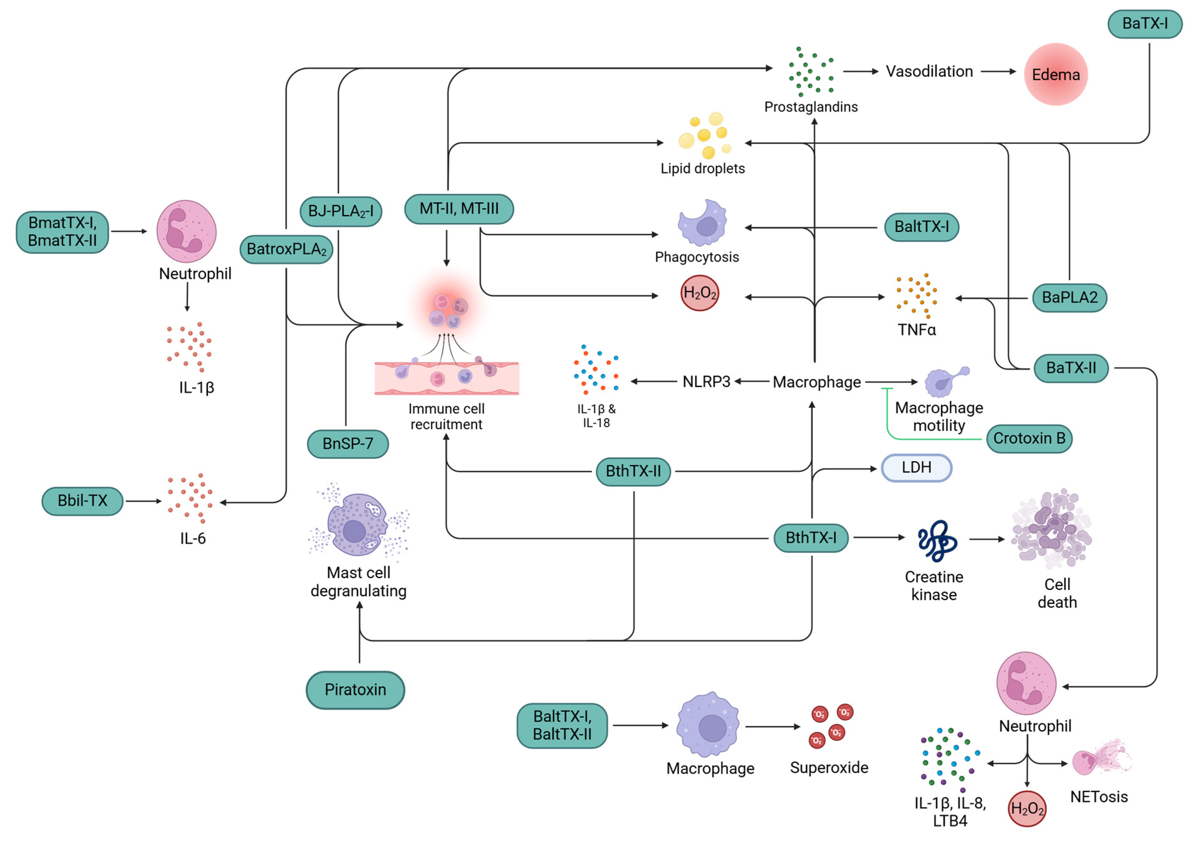Toxins 16 00519 g001 Toxins 16 00519 g001