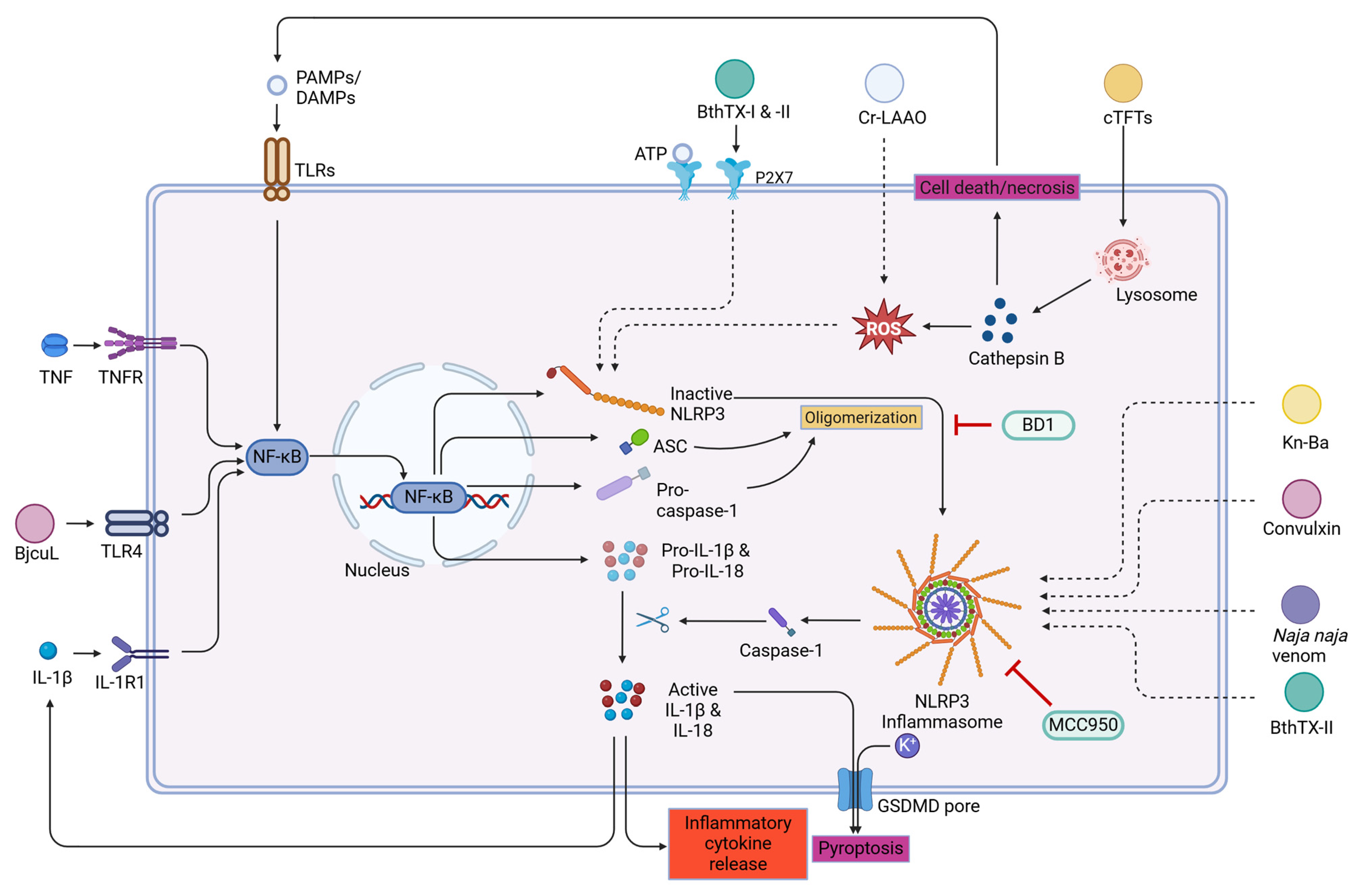 Toxins 16 00519 g005 Toxins 16 00519 g005