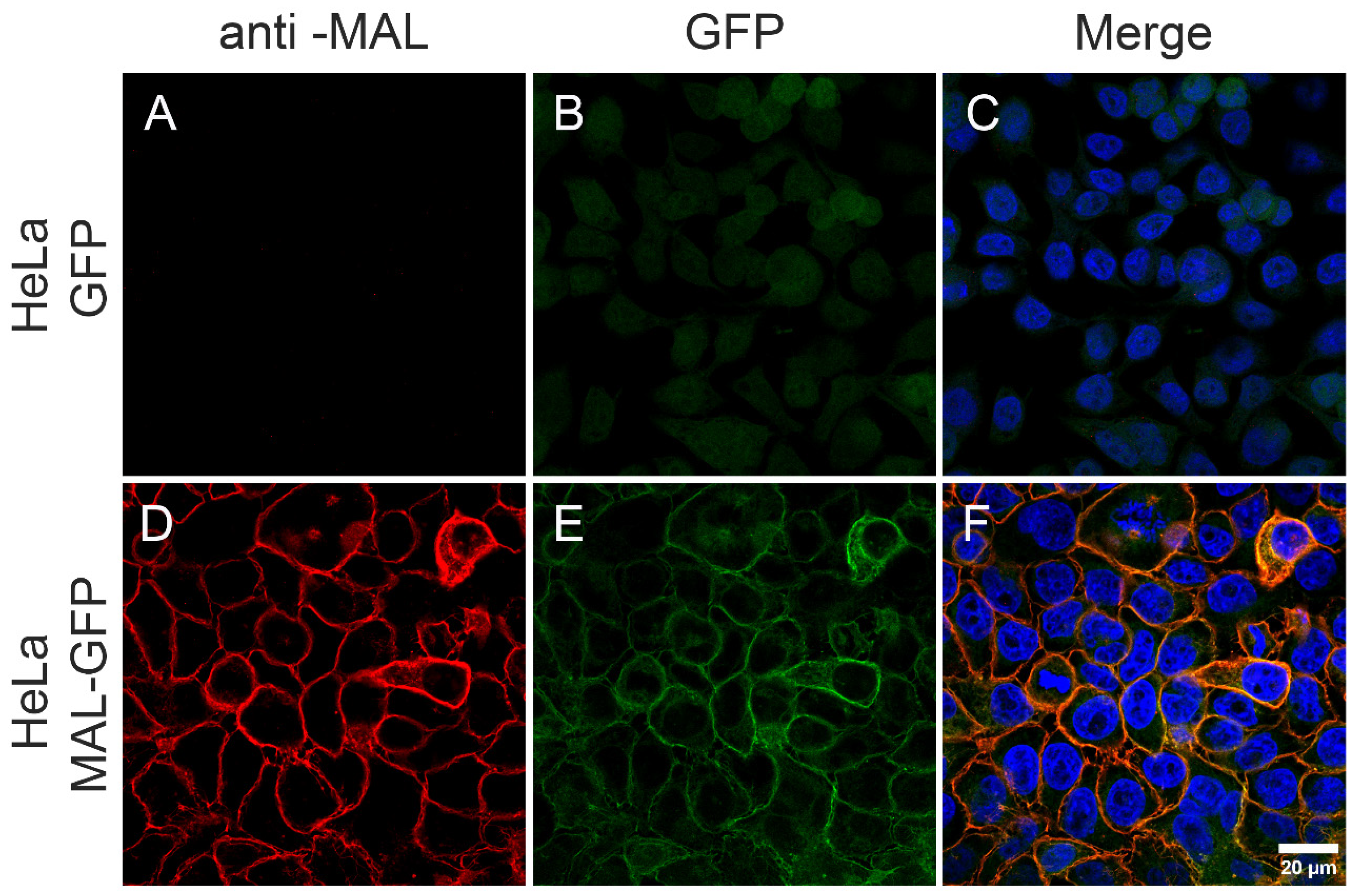 Toxins 16 00525 g001