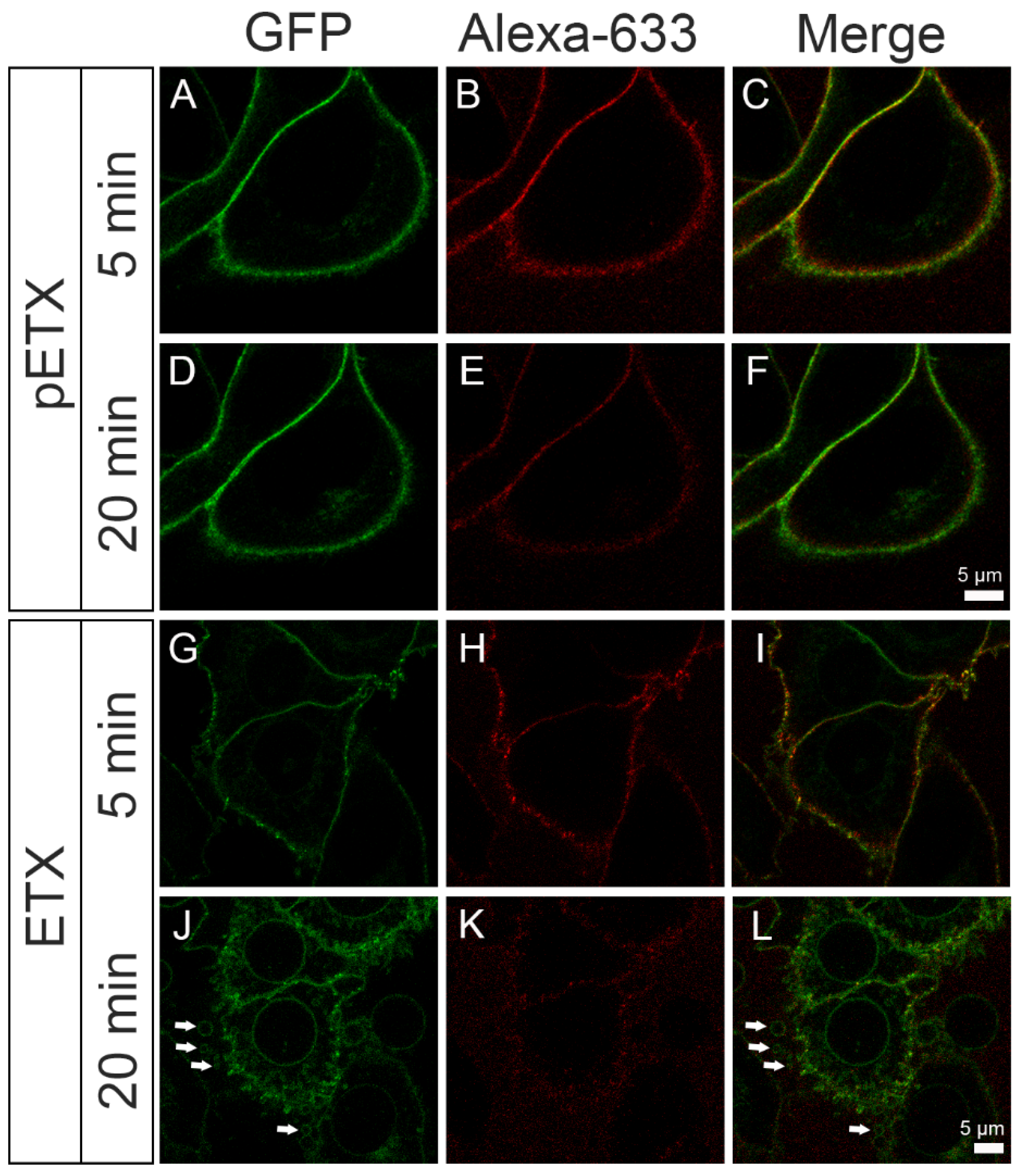 Toxins 16 00525 g003