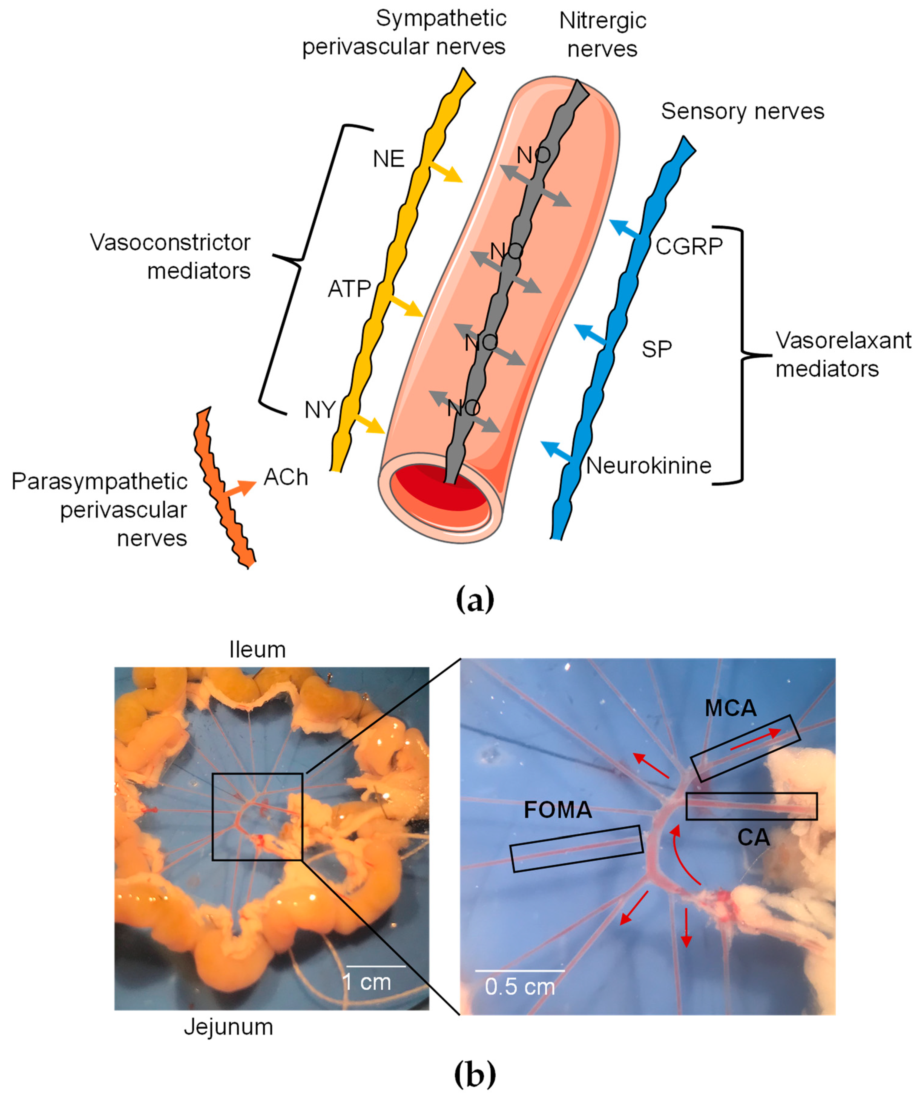 Toxins 16 00533 g001