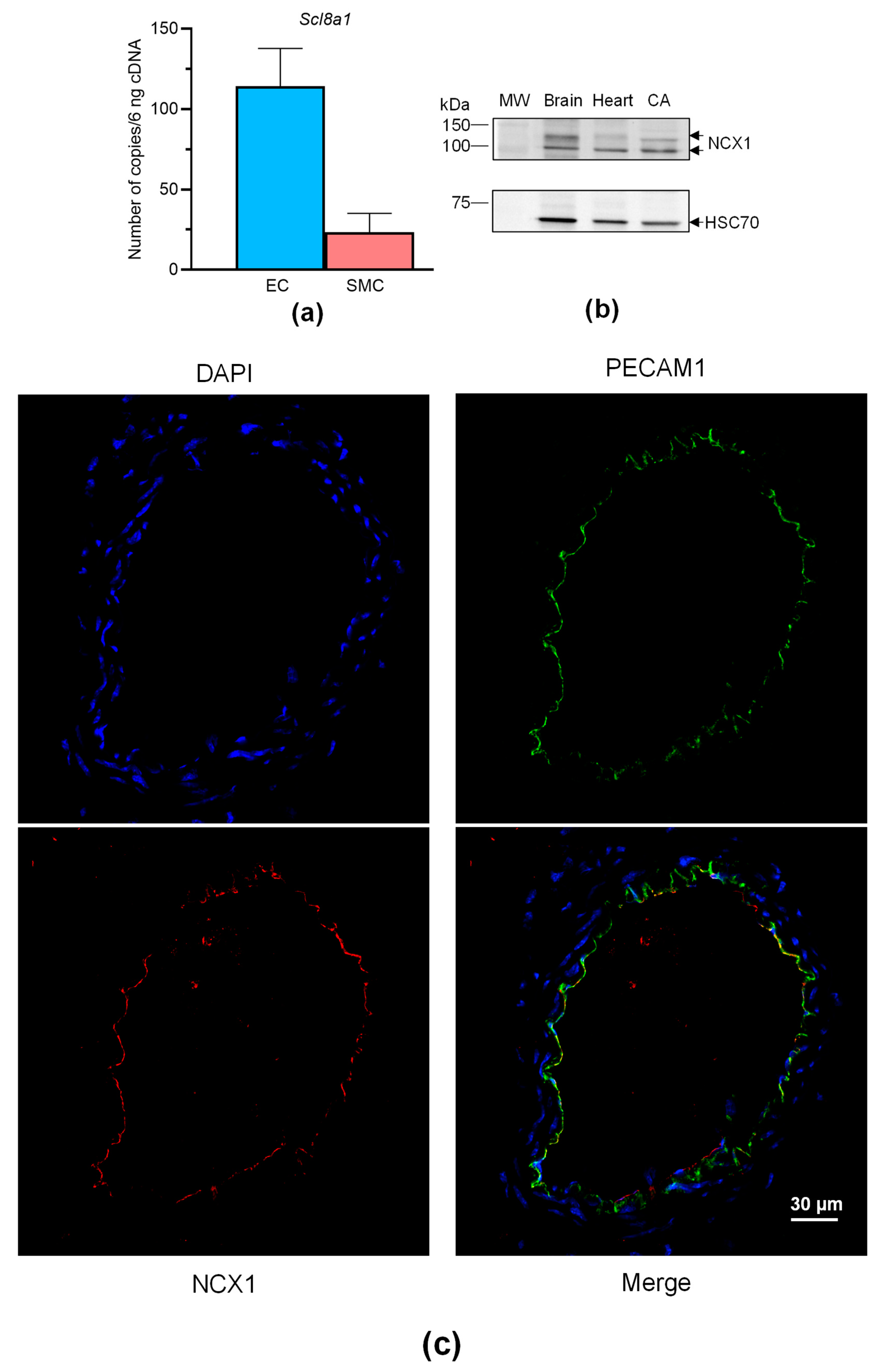 Toxins 16 00533 g006